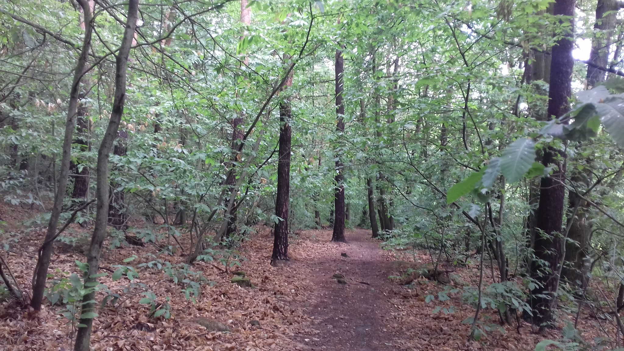 Waldweg Bobenheim