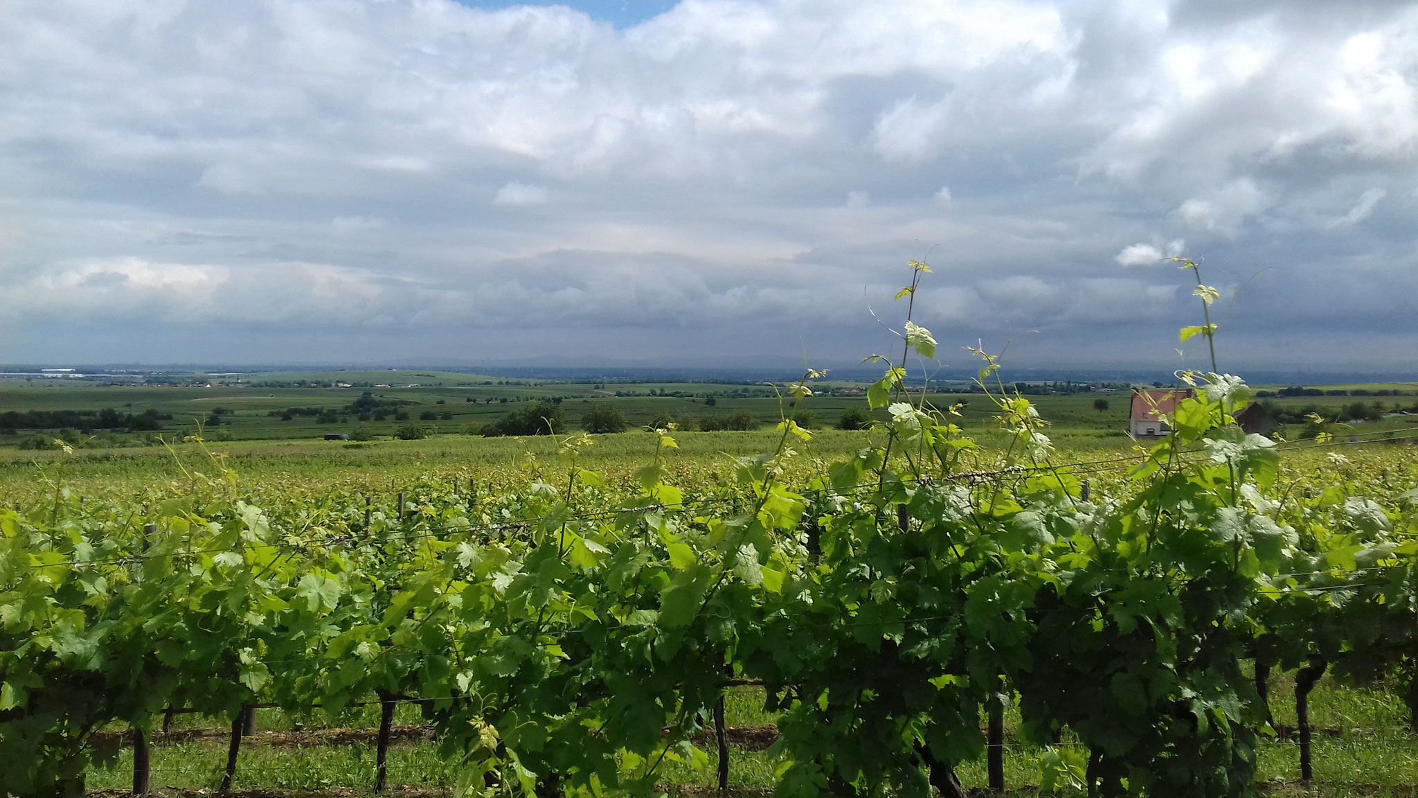 Weinberge bei Bobenheim