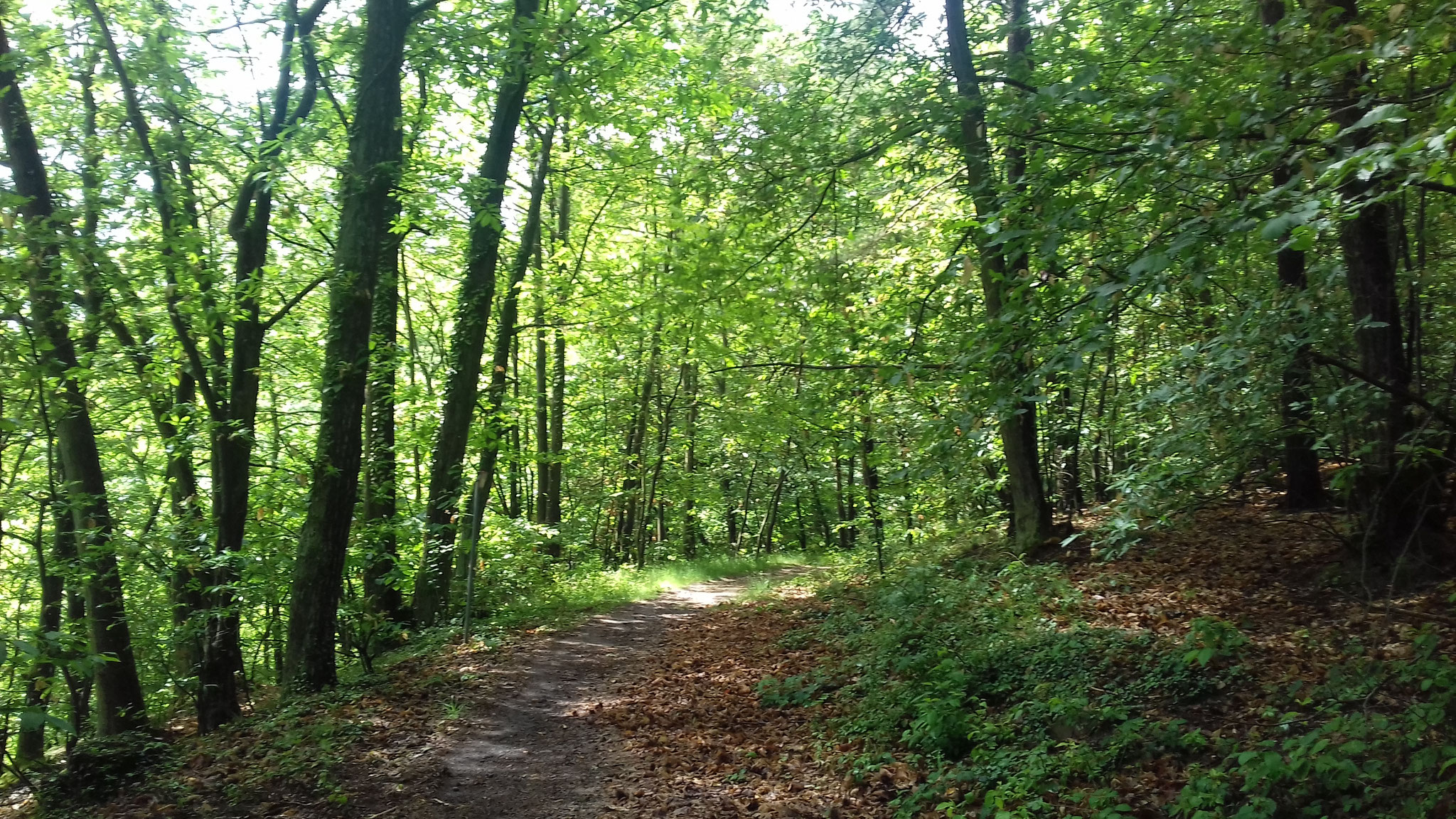 Waldweg Bobenheim