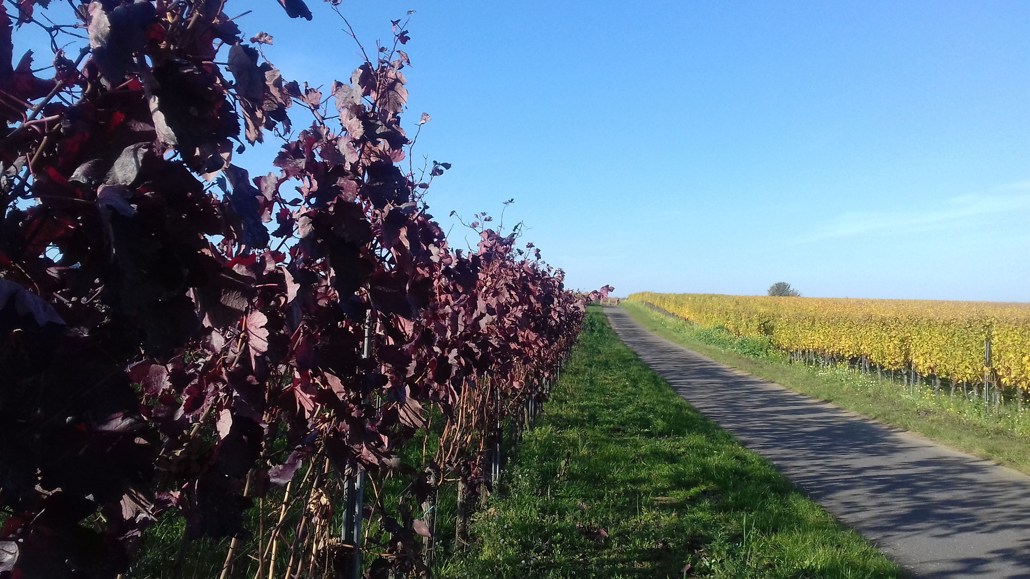 Weinberge bei Freinsheim