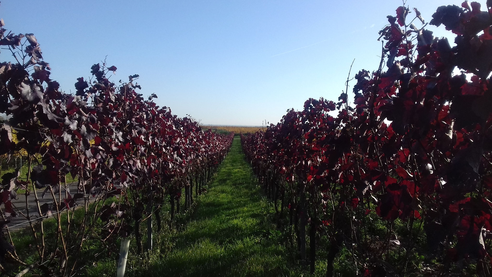 Weinberge bei Freinsheim