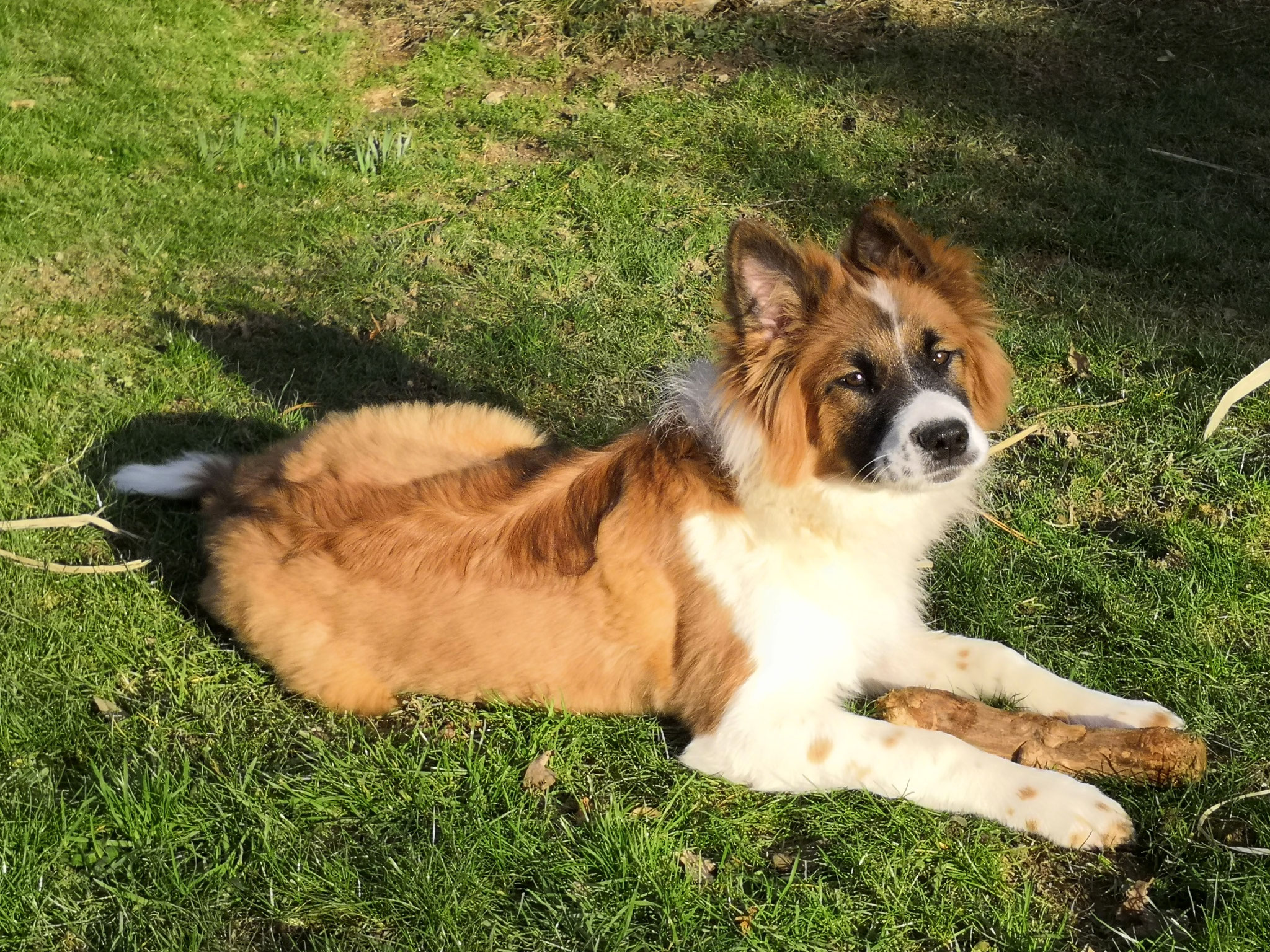 Greta im Garten