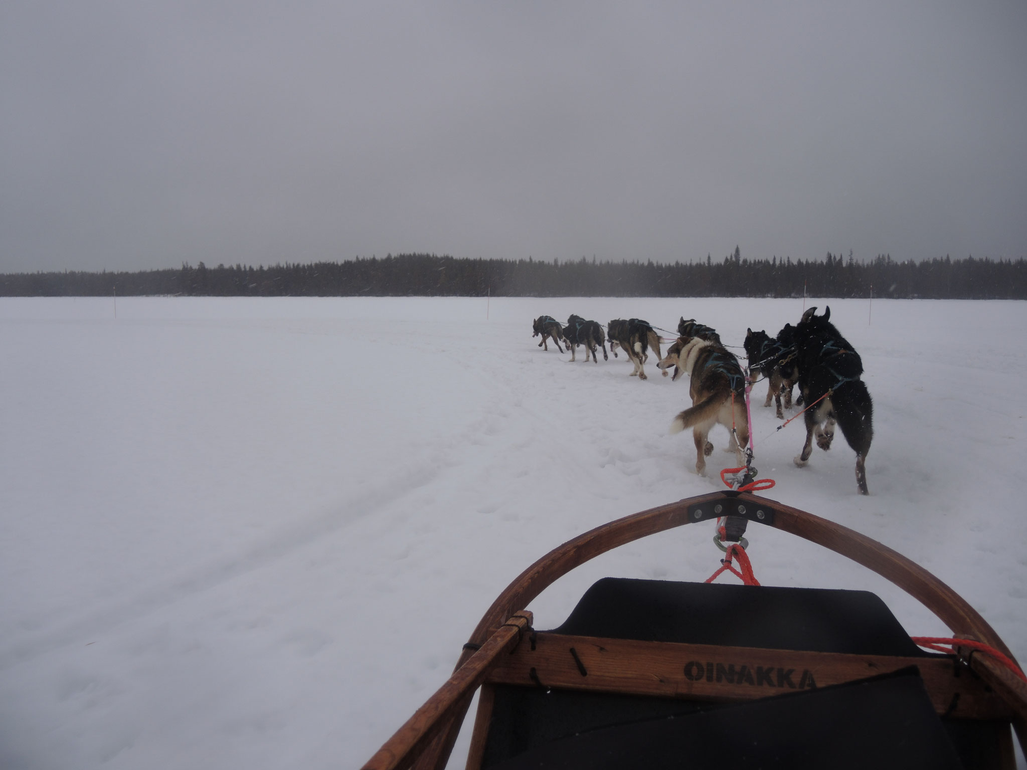 Schlittenhundetour Lappland (Foto privat)