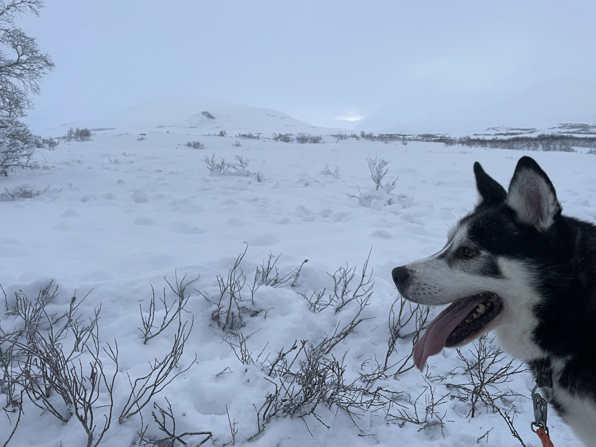 Nationalpark Abisko