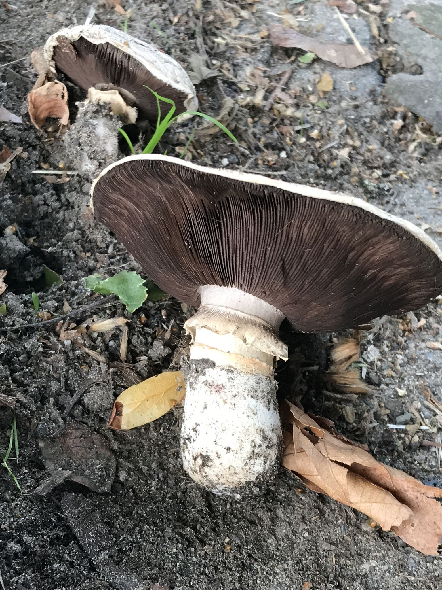 Stadt-Champignon (Agaricus bitorquis)