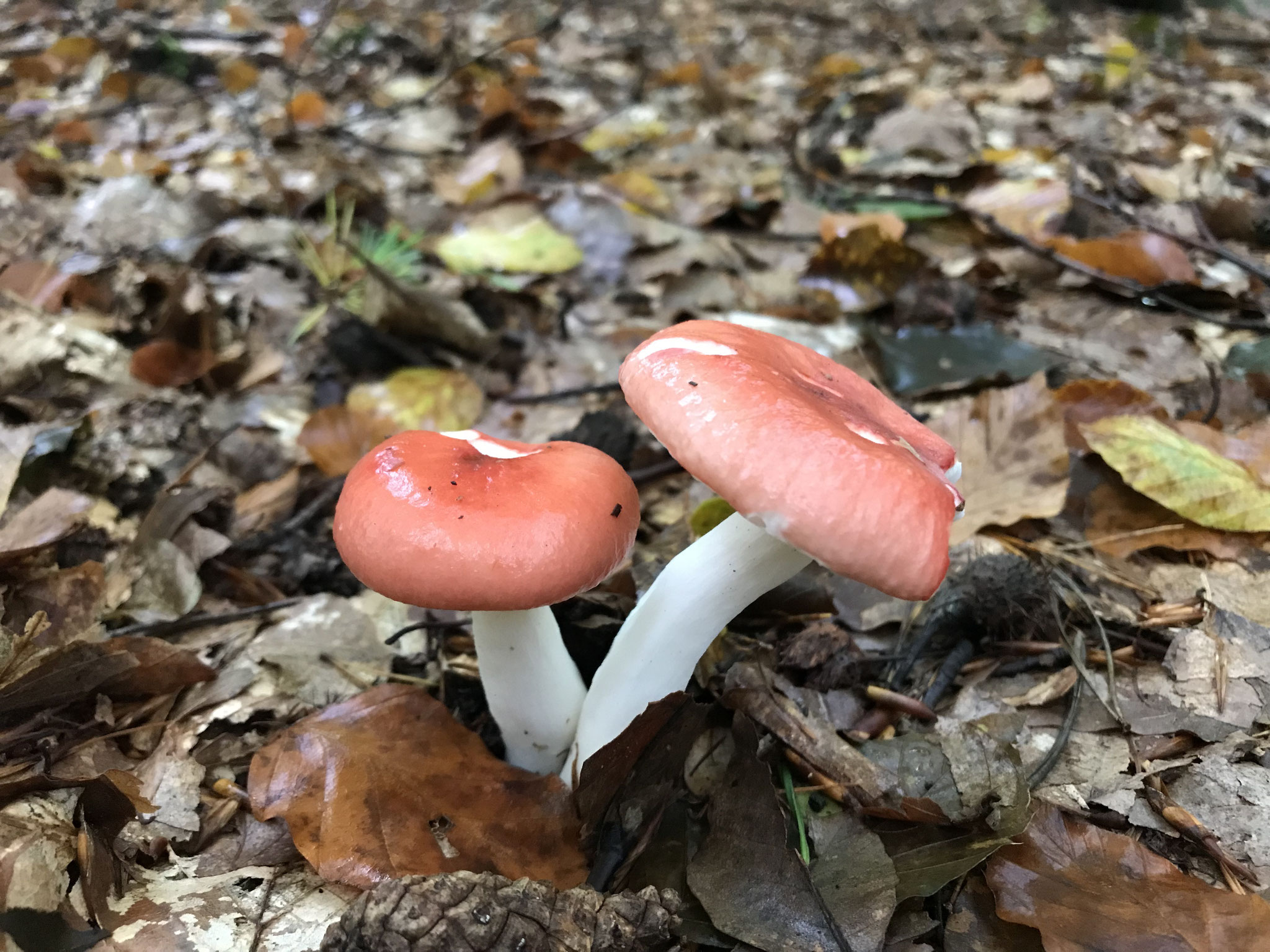 Buchenspeitäubling (Russula mairei)