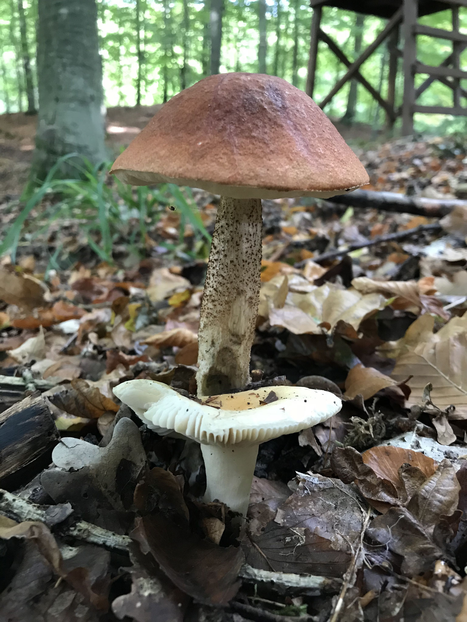 Gallen-Täubling (Russula fellea) + Laubwald-Rotkappe (Leccinum aurantiacum)