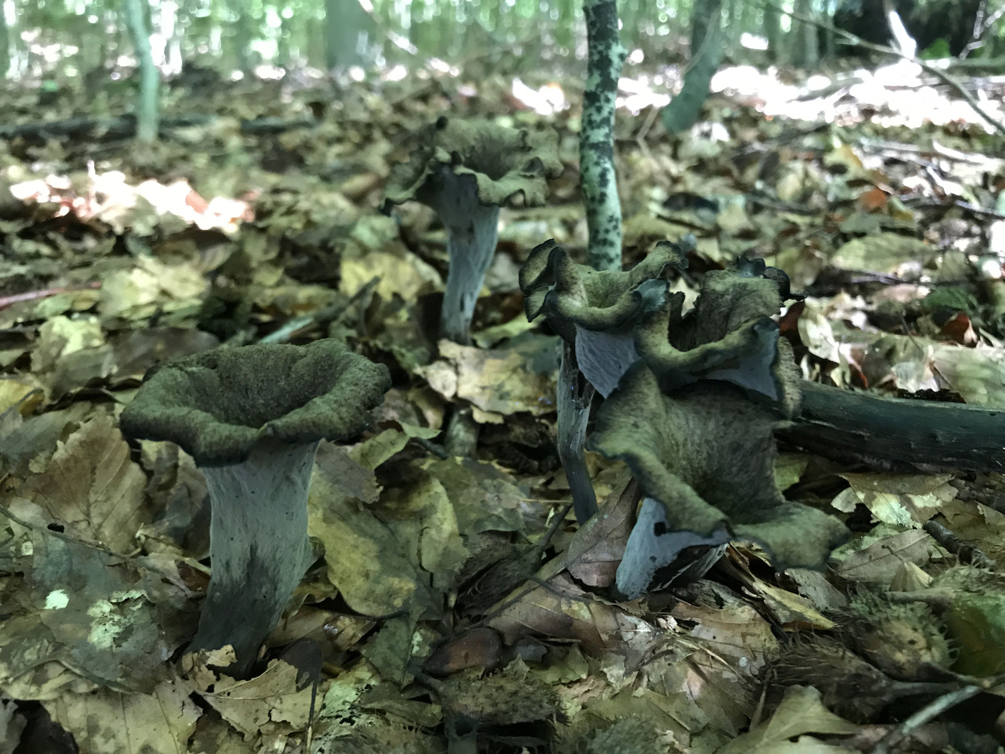 Herbsttrompete (Craterellus cornucopioides)