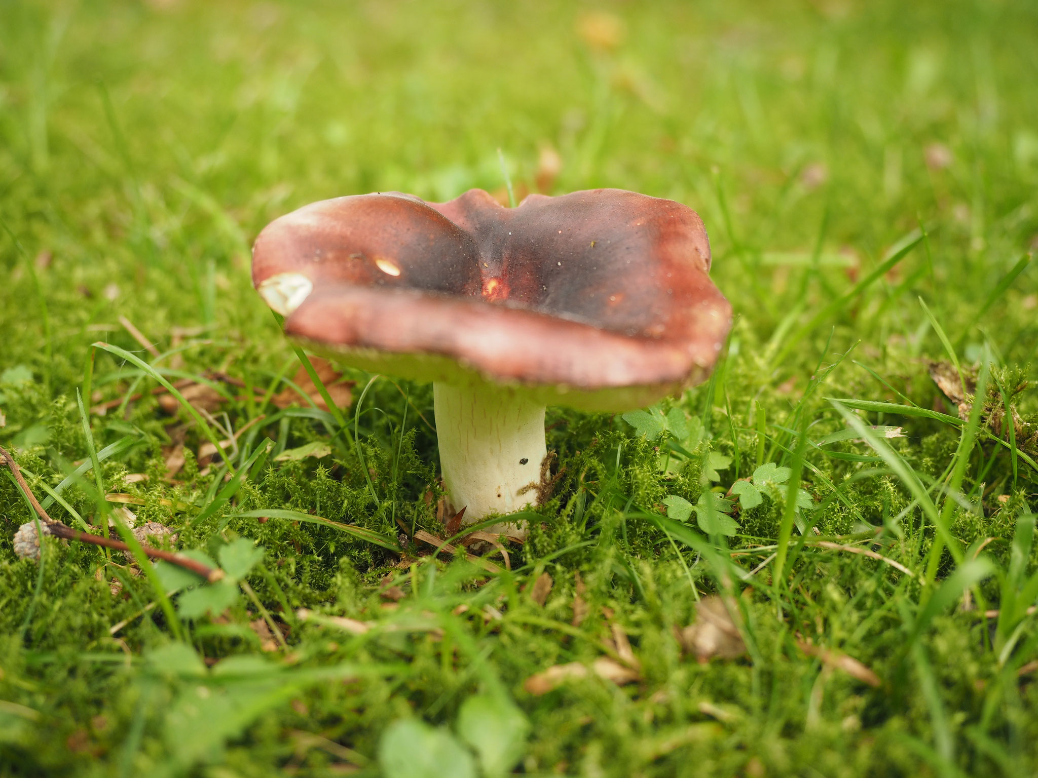 Purpurschwarze Täubling (Russula atropurpurea)