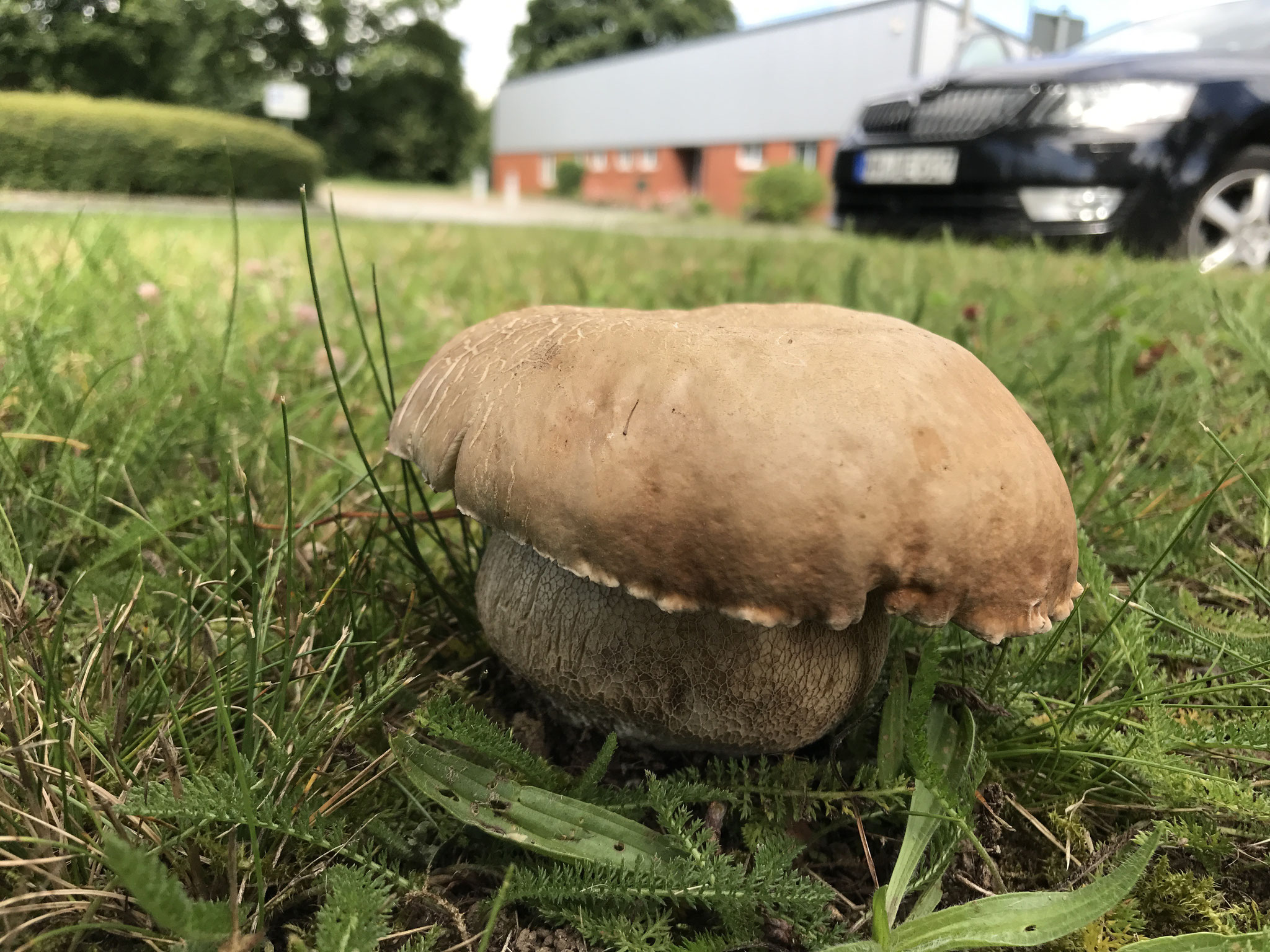 Somme Steinpilz (Boletus aestivalis)