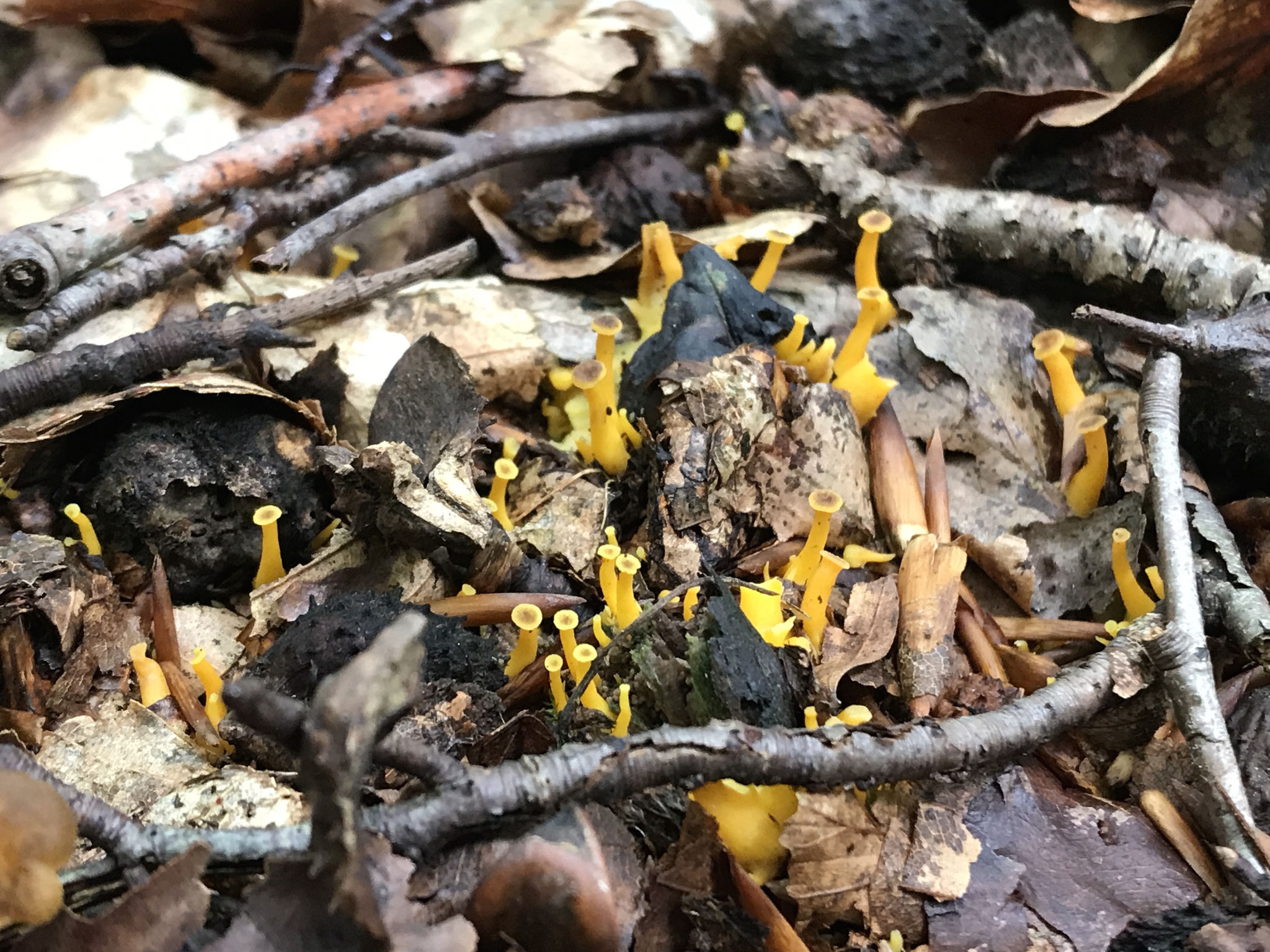 Trompetenpfifferling (Craterellus tubaeformis) Primordien