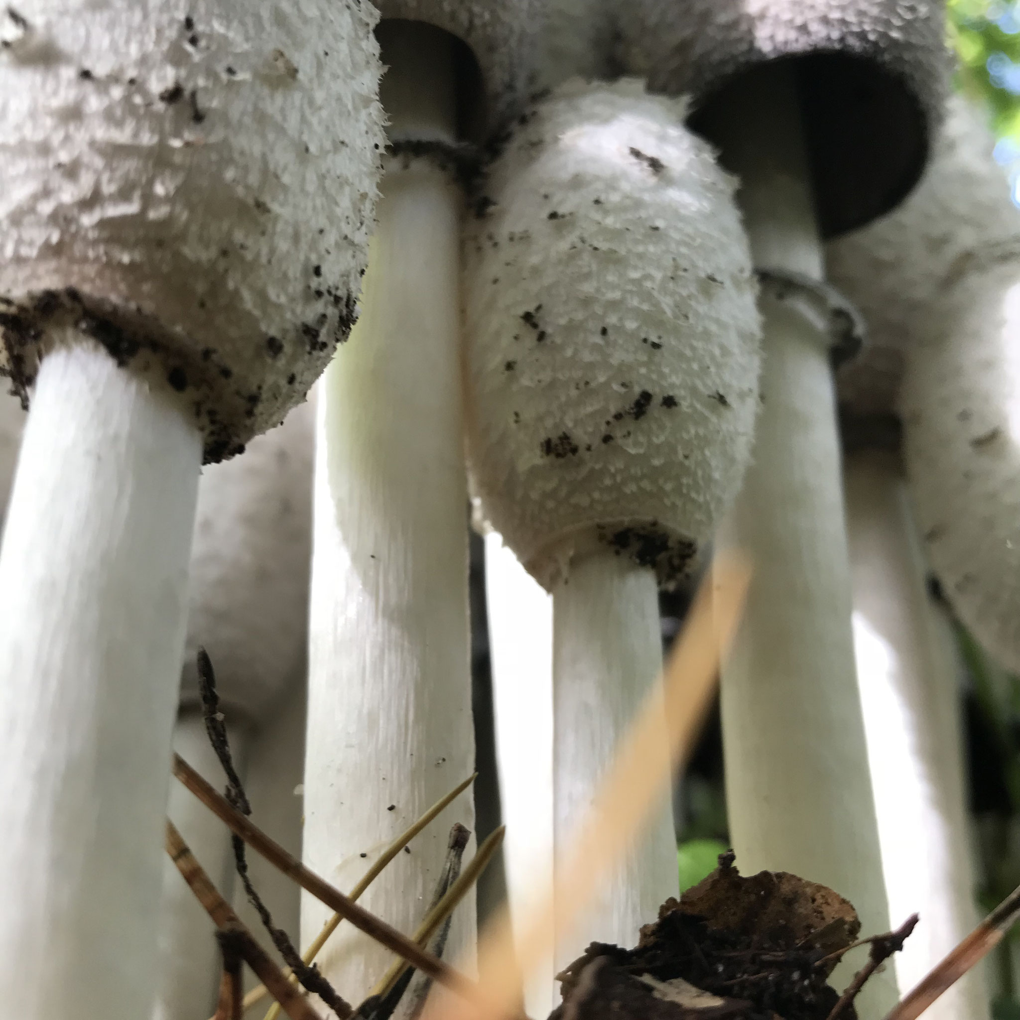 Schopf-Tintling (Coprinus comatus)