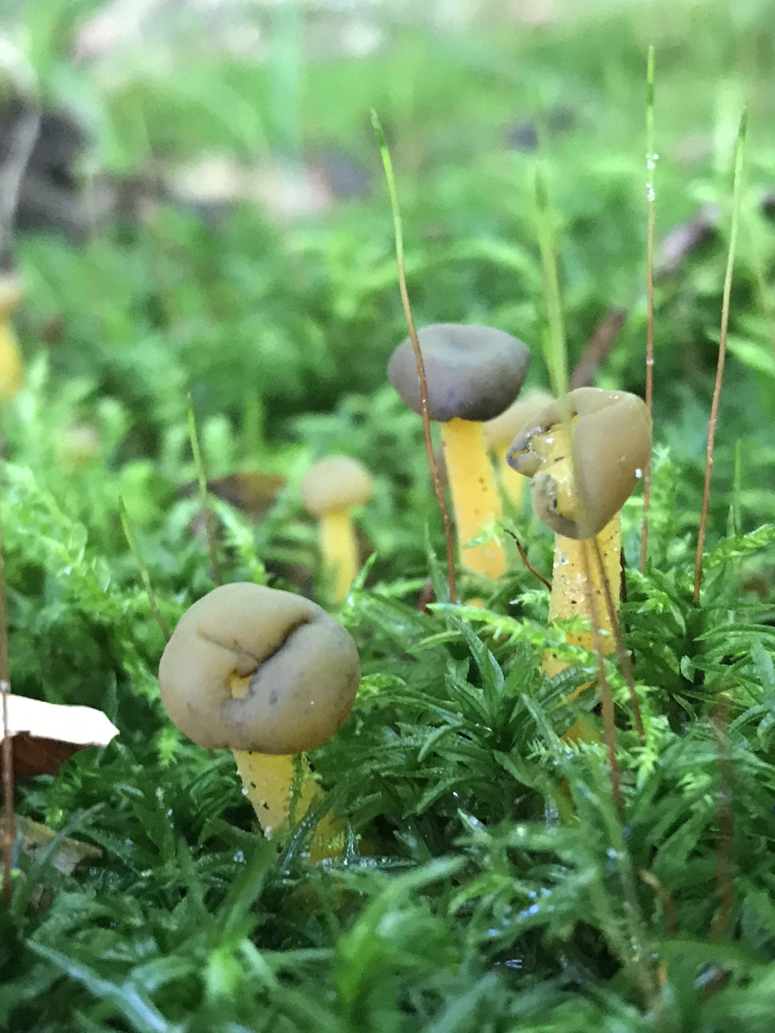 Grüngelbe Gallertkäppchen (Leotia lubrica) (†)