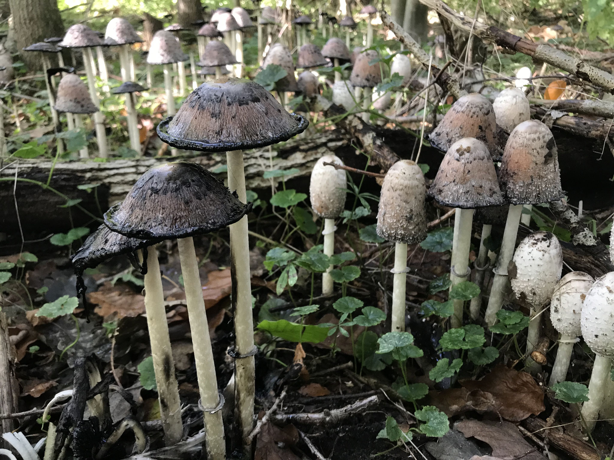 Schopf-Tintling (Coprinus comatus)