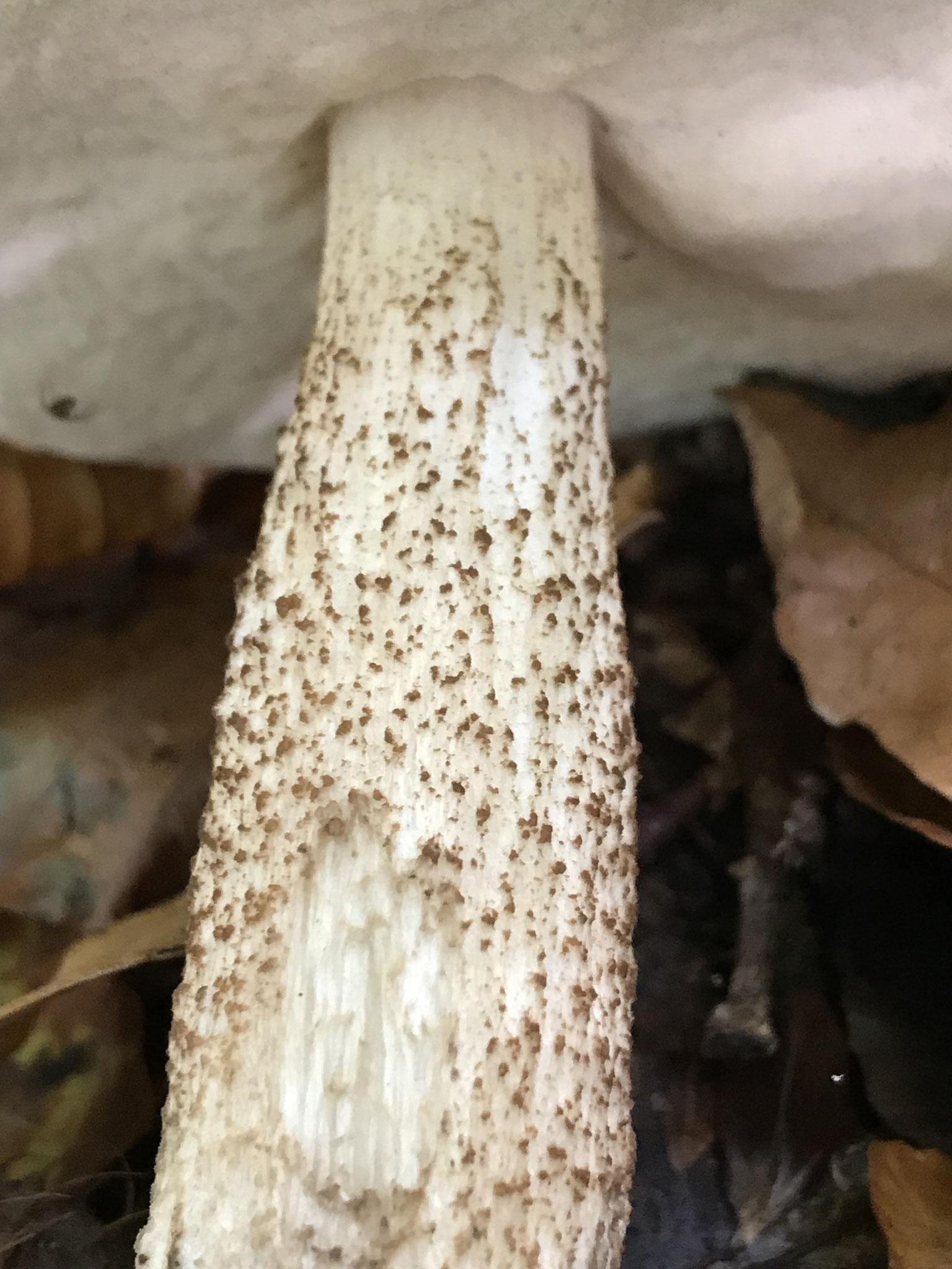 rotbraune Stielschüppchen - Laubwald-Rotkappe (Leccinum aurantiacum)