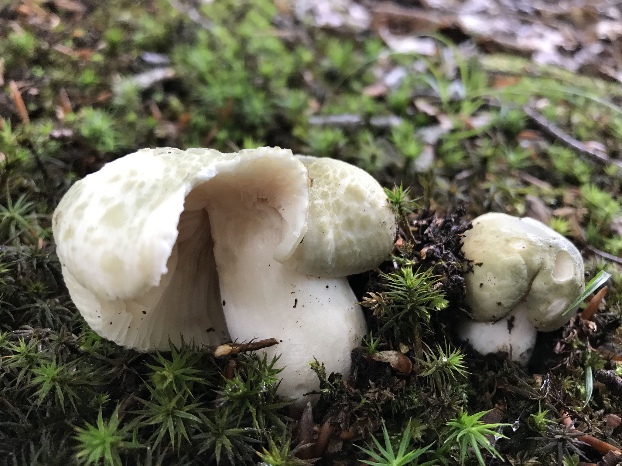 Grüngefelderte Täubling (Russula virescens)