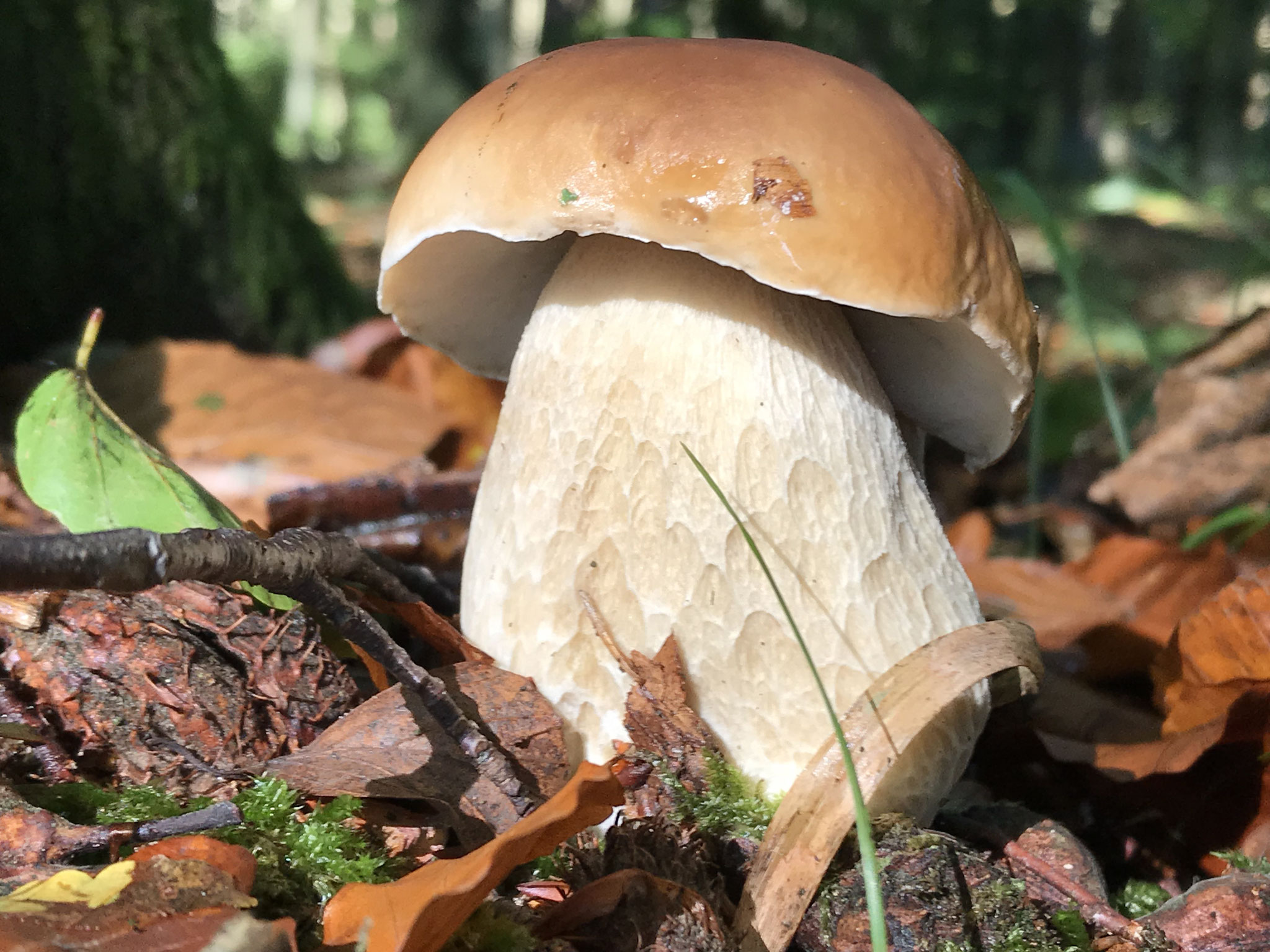 Echter Steinpilz (Boletus edulis)