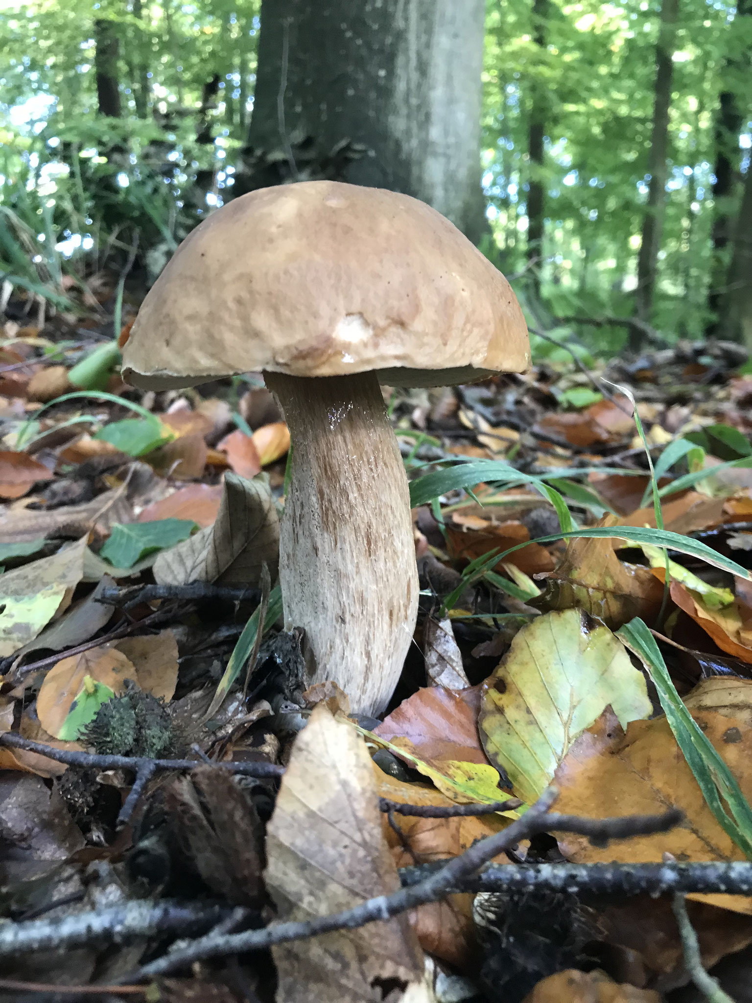 Echter Steinpilz (Boletus edulis)