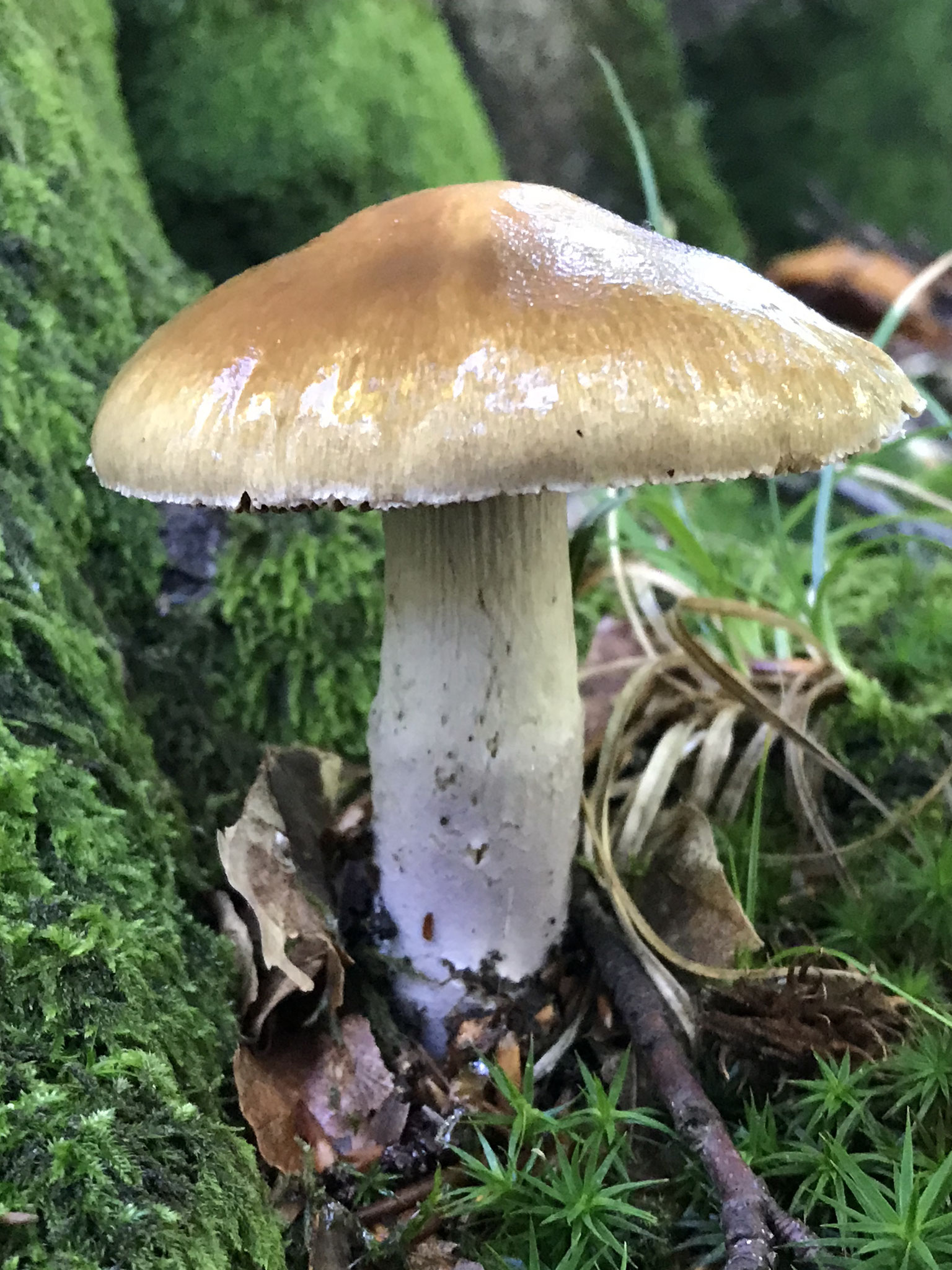 Langstielige Schleimfuß (Cortinarius elatior)