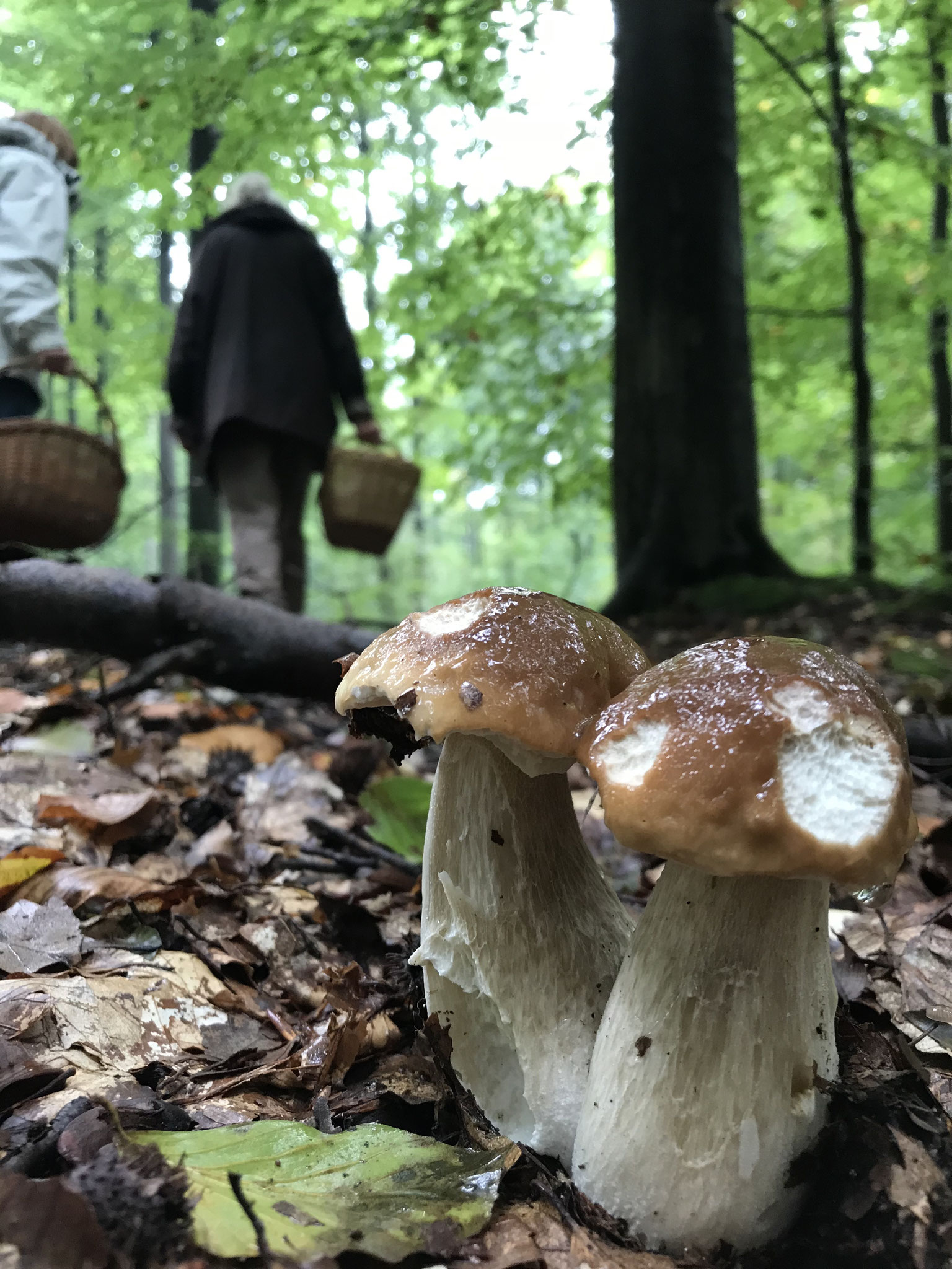 schnell übersehen Echter Steinpilz (Boletus edulis)