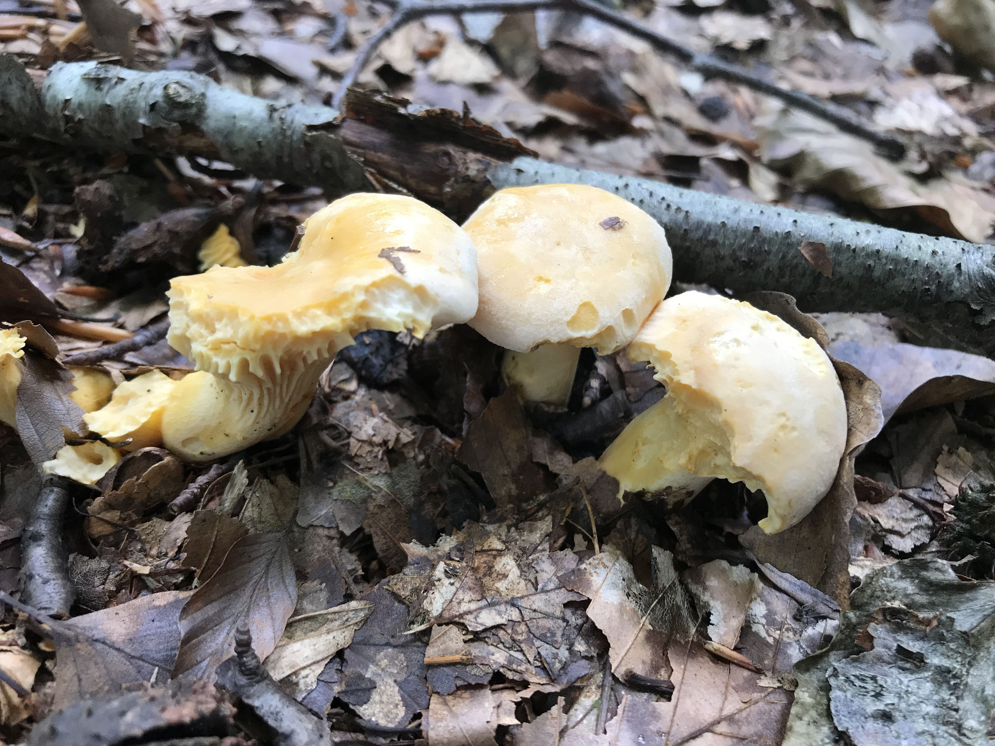 Echte Pfifferling (Cantharellus cibarius)