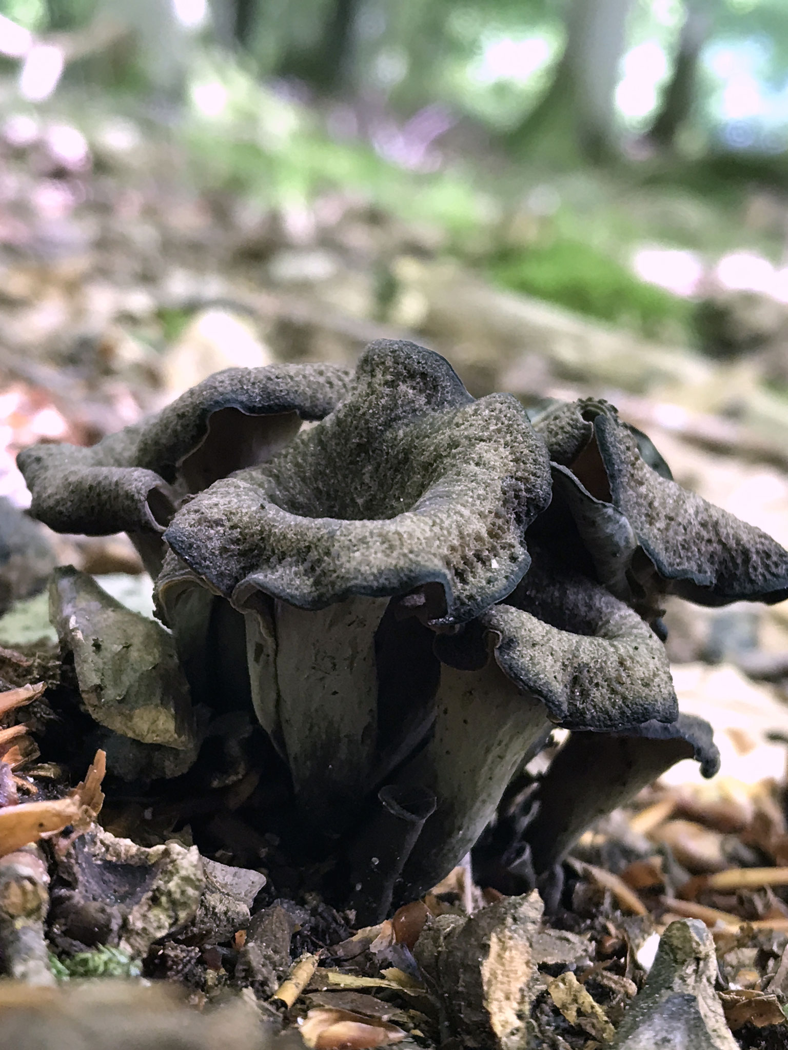 Herbst Trompete (Craterellus cornucopioides)