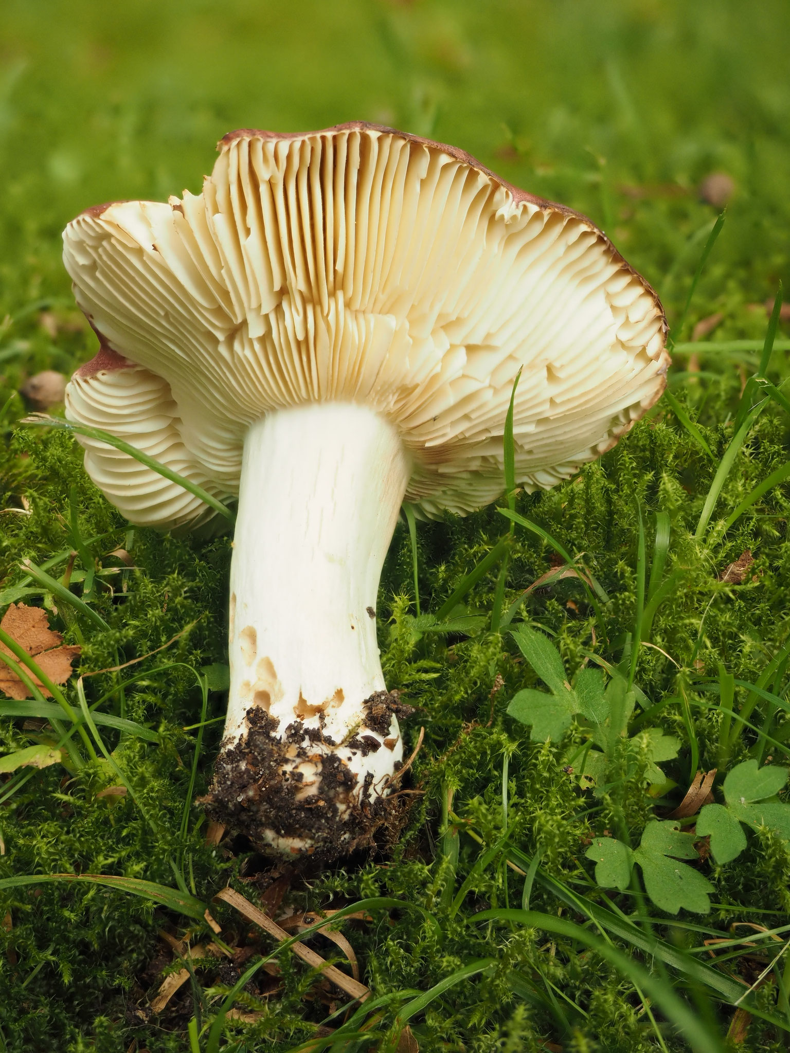 Purpurschwarze Täubling (Russula atropurpurea)