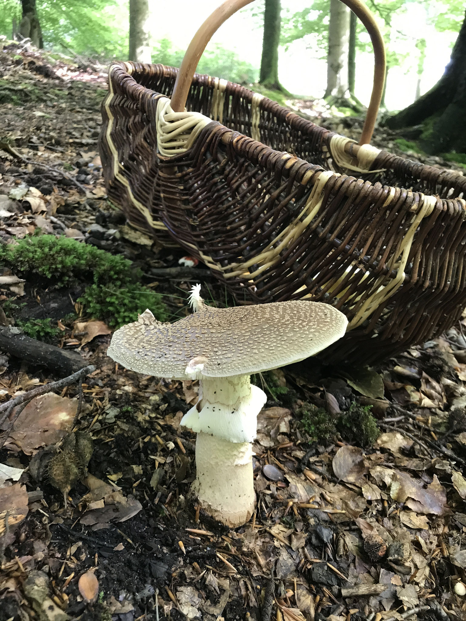 Perl Pilz (Amanita rubescens) 