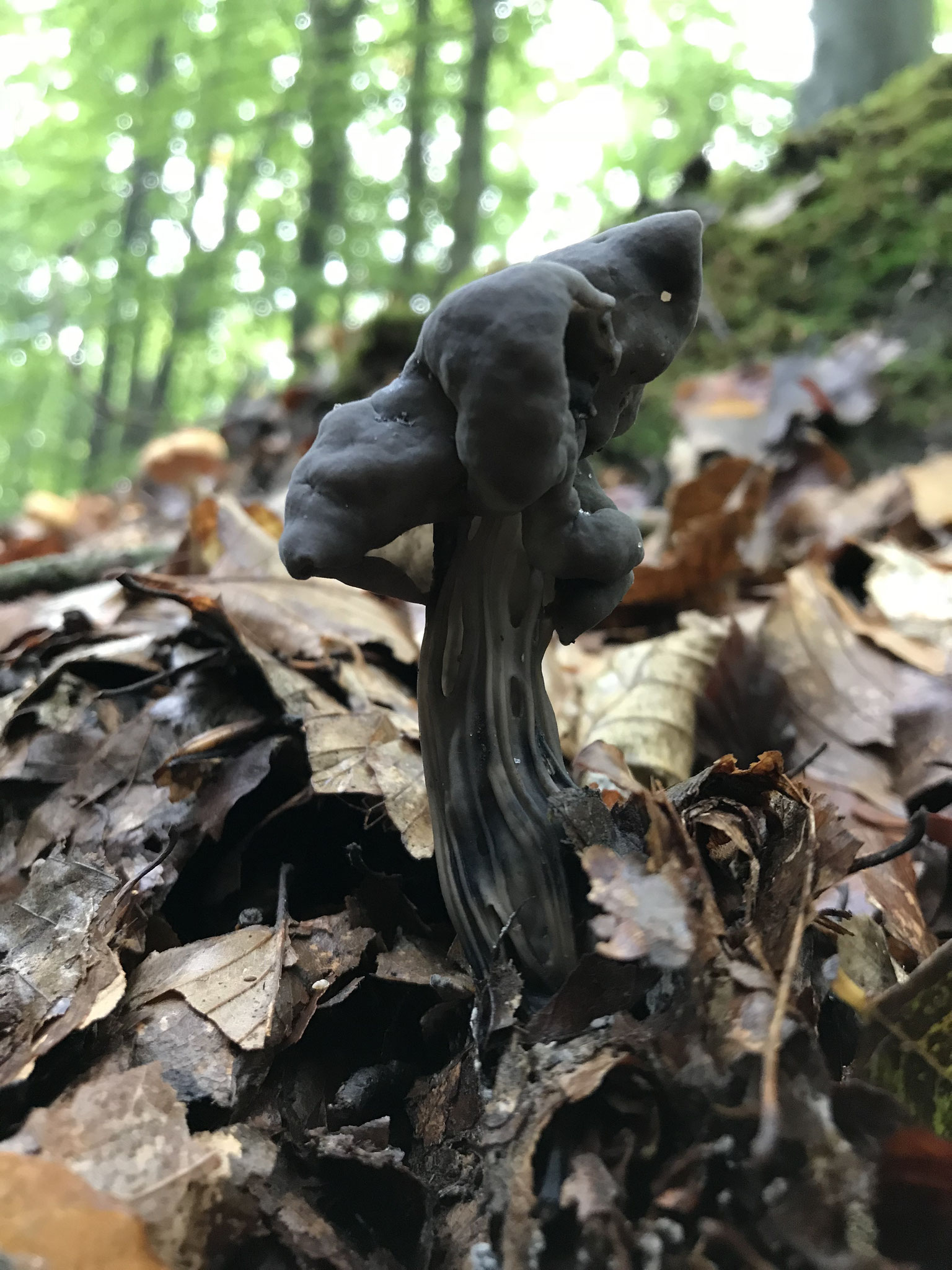 Gruben-Lorchel (Helvella lacunosa)