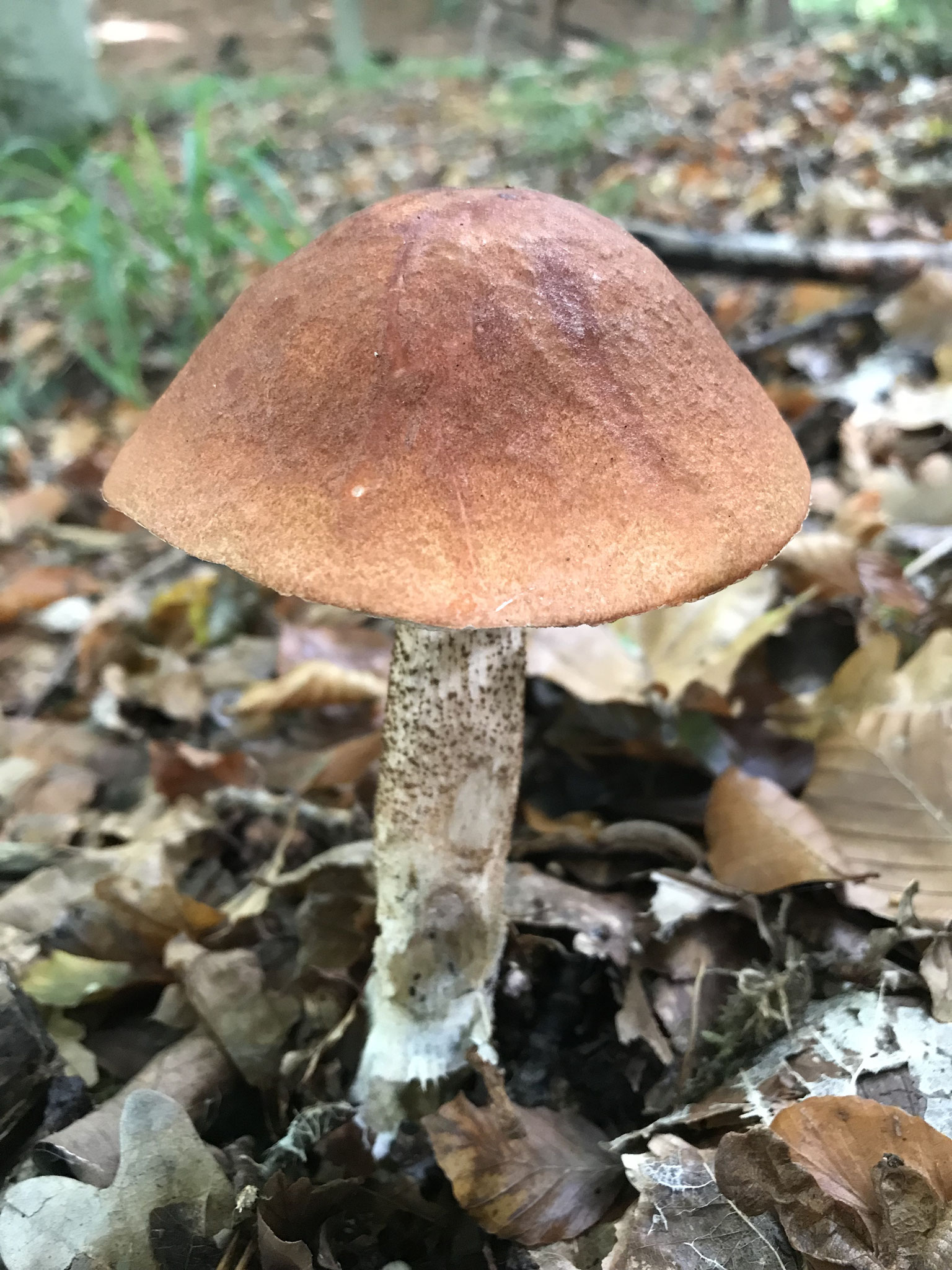 Laubwald-Rotkappe (Leccinum aurantiacum)