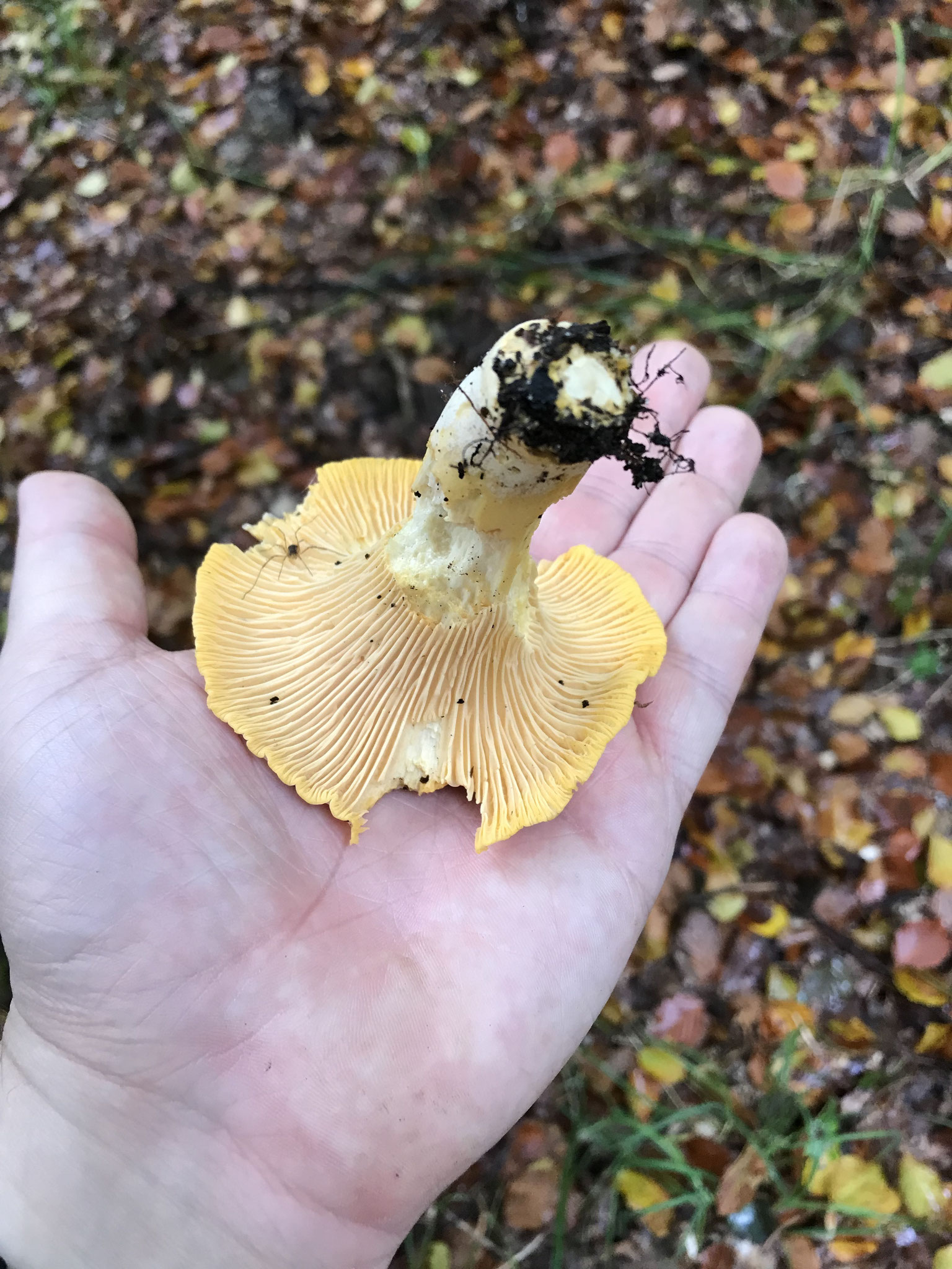 Blasser Pfifferling (Cantharellus pallens)