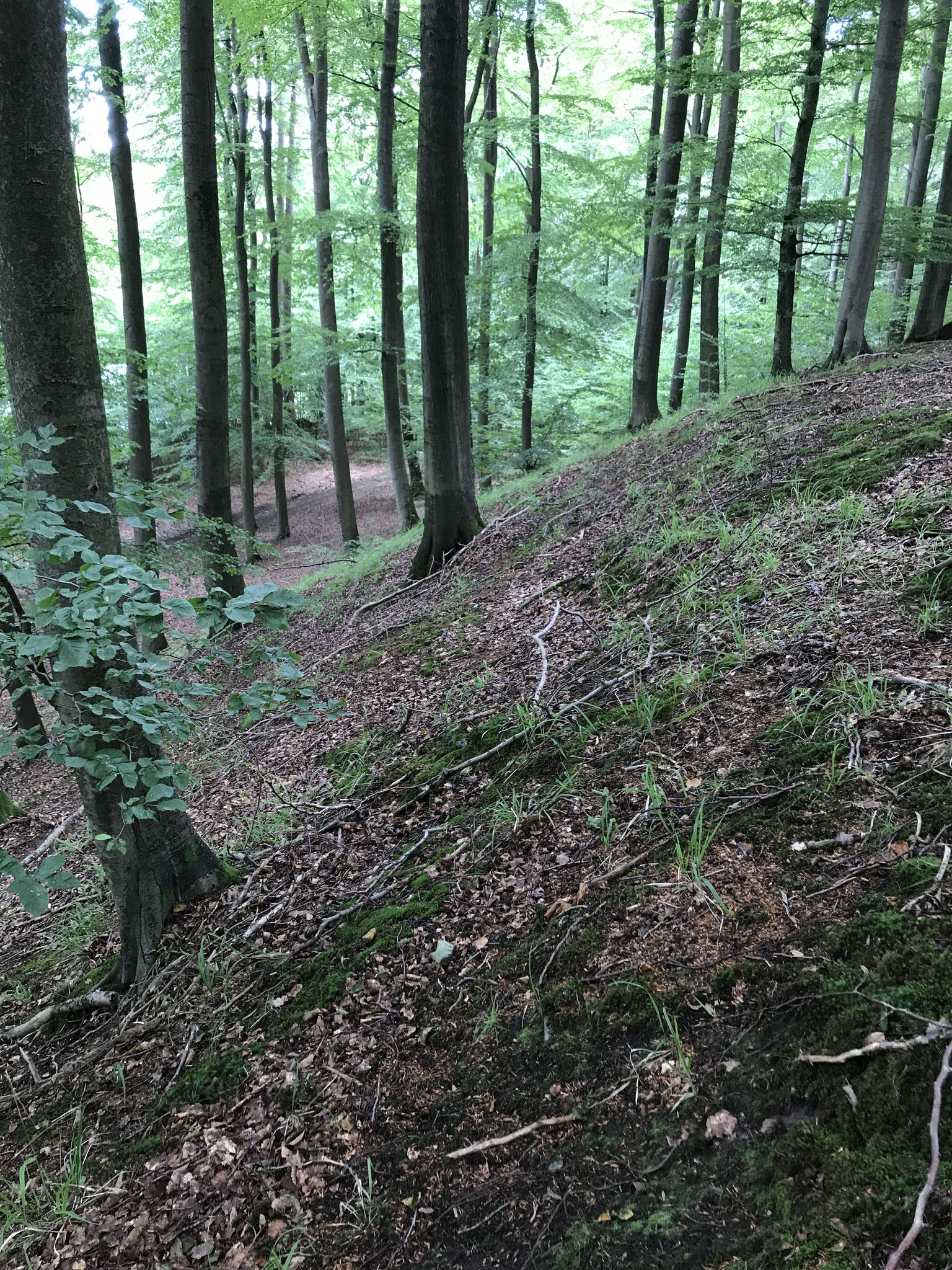 Altbuchenbestand ein typischer Standort für diese Arten