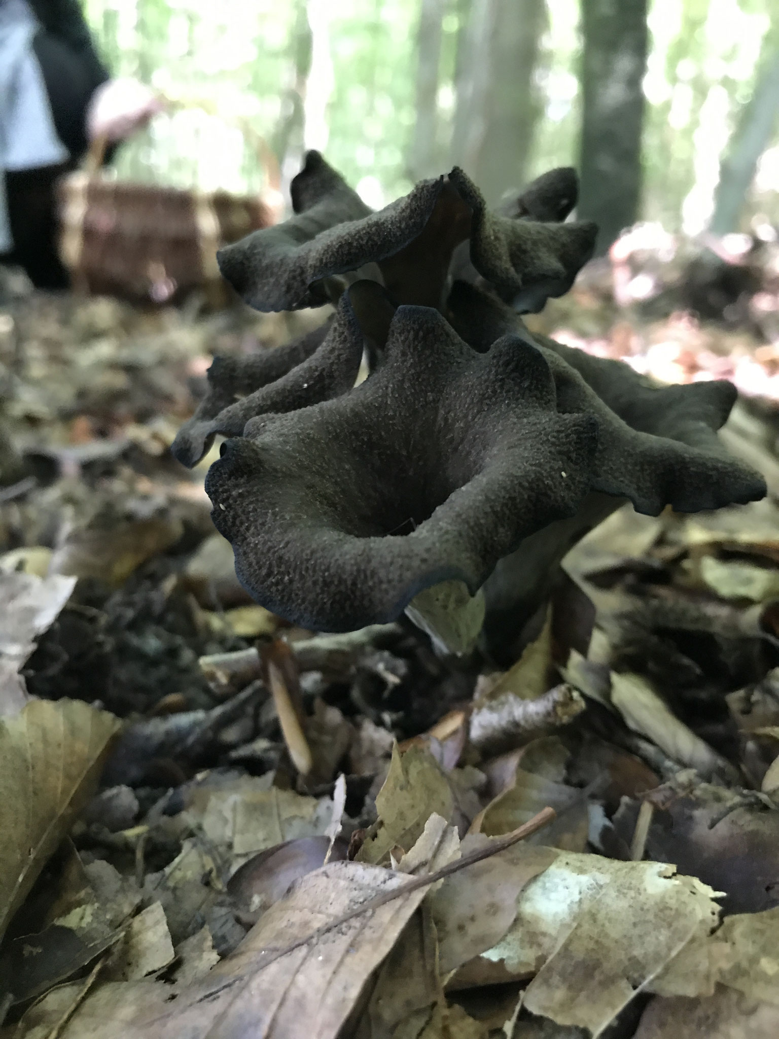 Herbsttrompete (Craterellus cornucopioides)