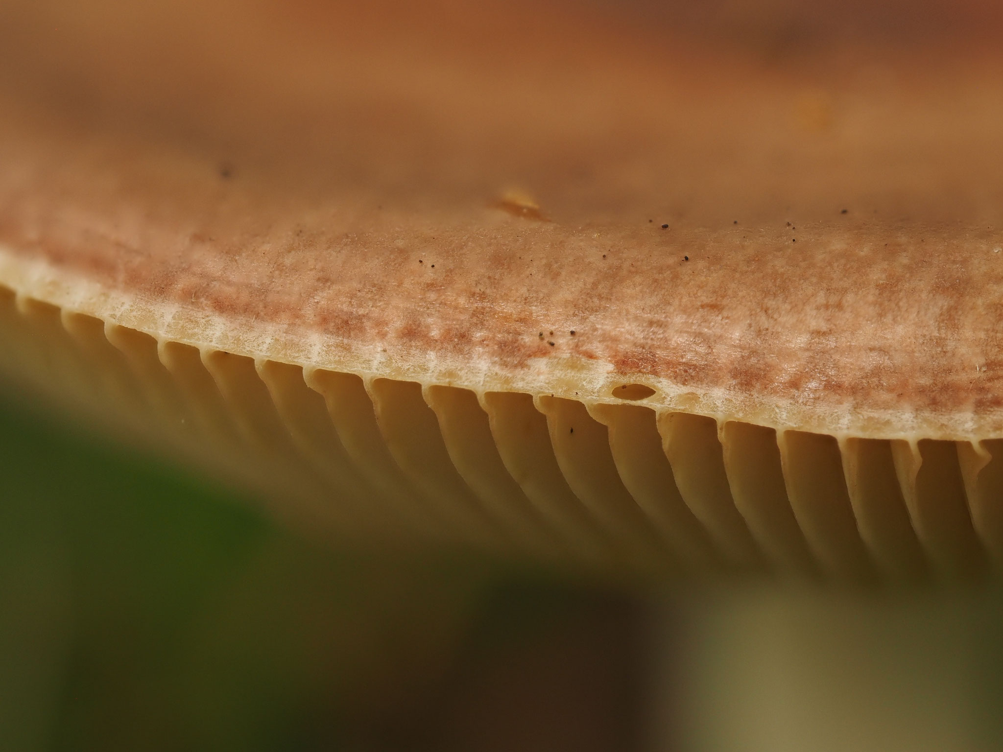 Fleischrote Speise-Täubling (Russula vesca)  Hutrand deutlich zurückgezogen