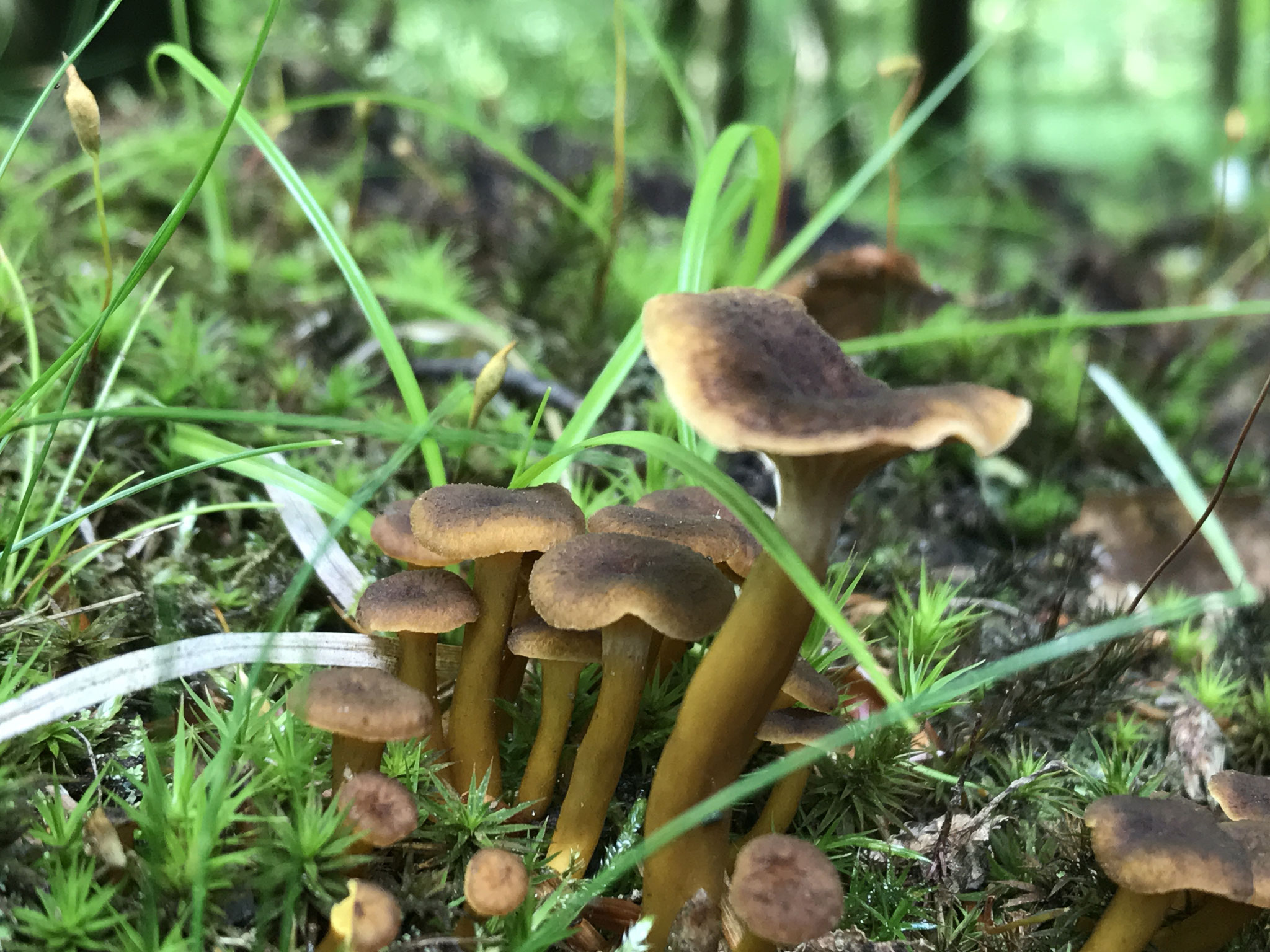 Trompetenpfifferling (Craterellus tubaeformis)