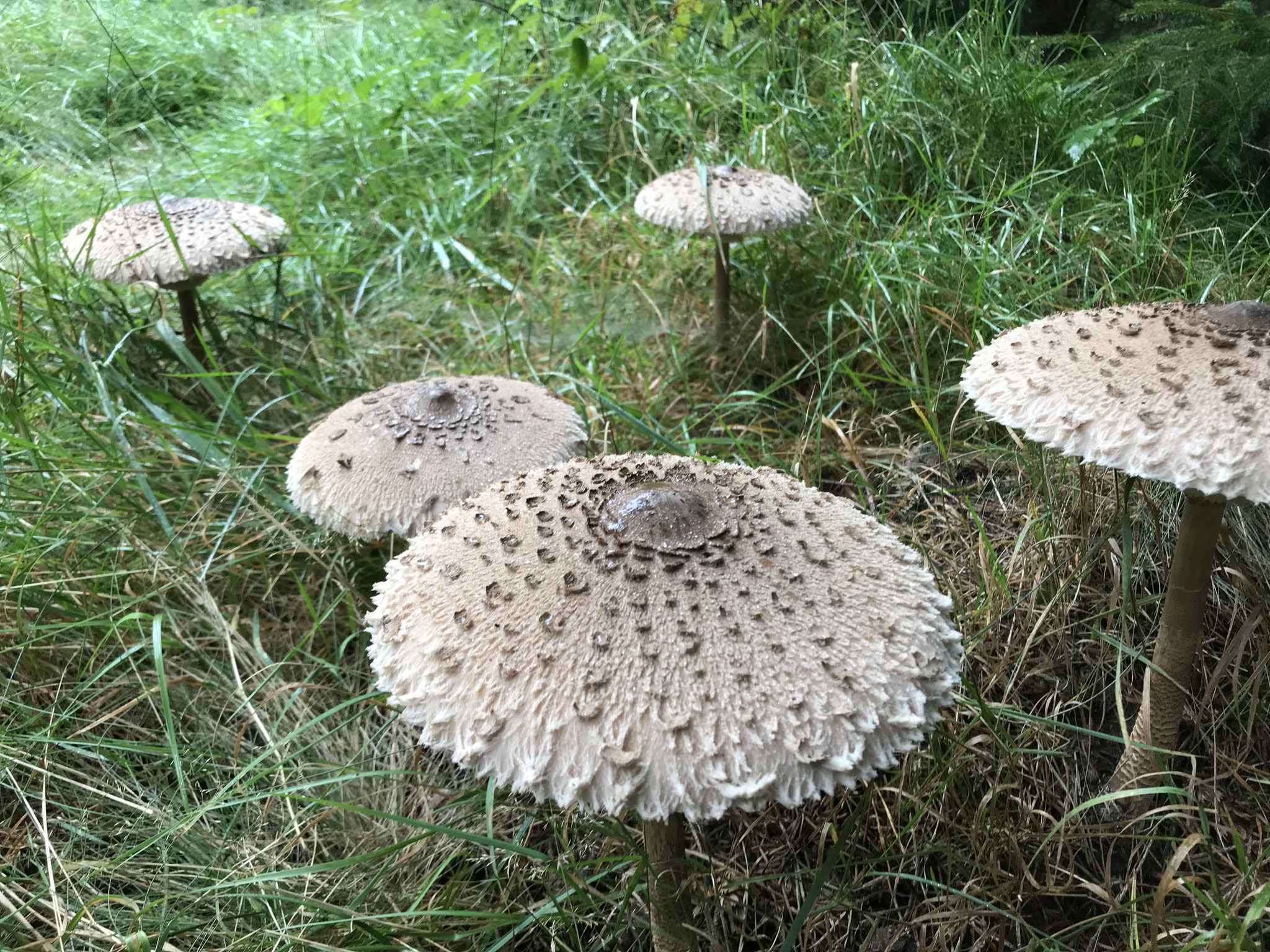 Riesenschirmpilz (Macrolepiota procera) typisch am Wegrand