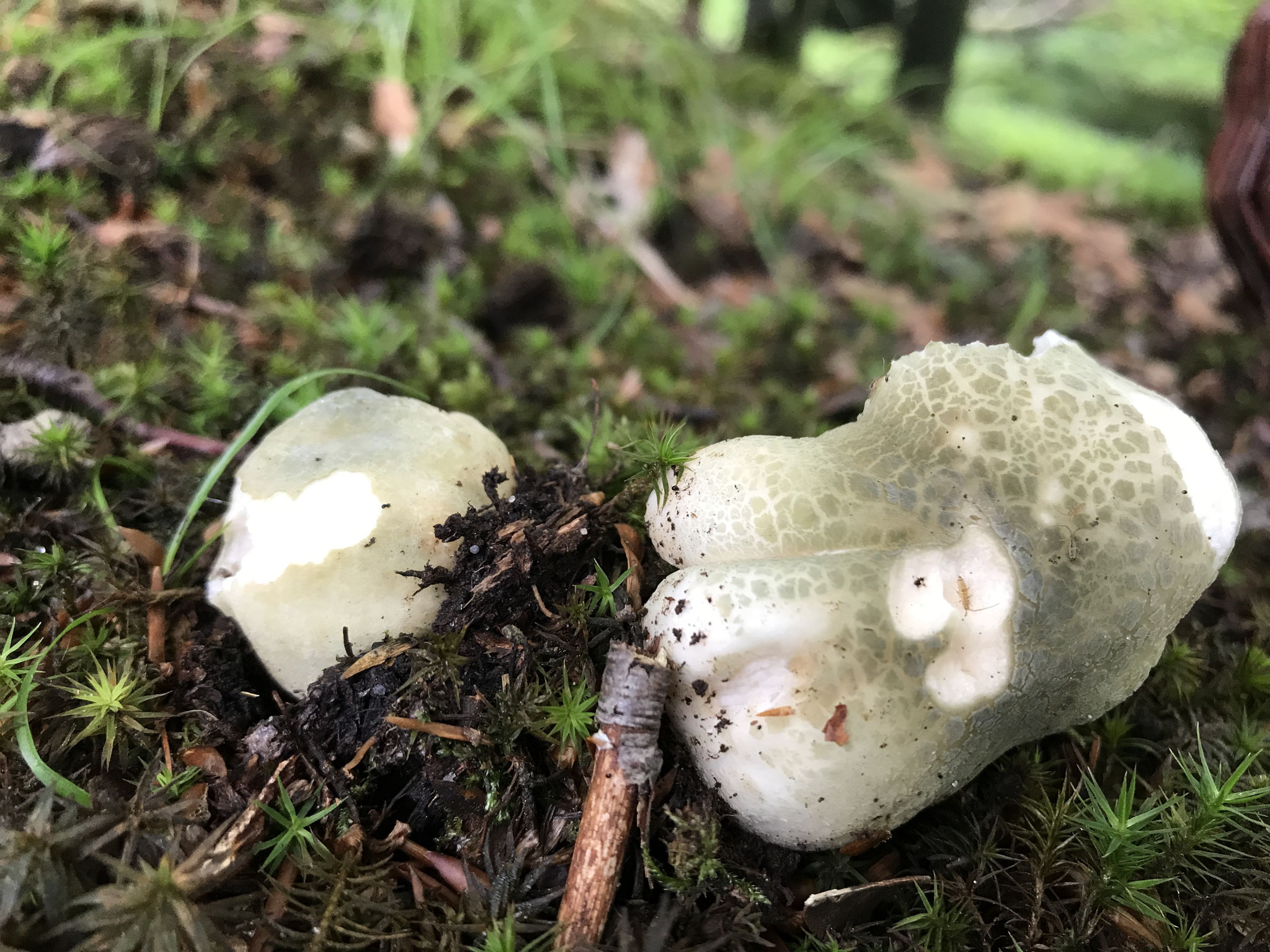 Grüngefelderte Täubling (Russula virescens)