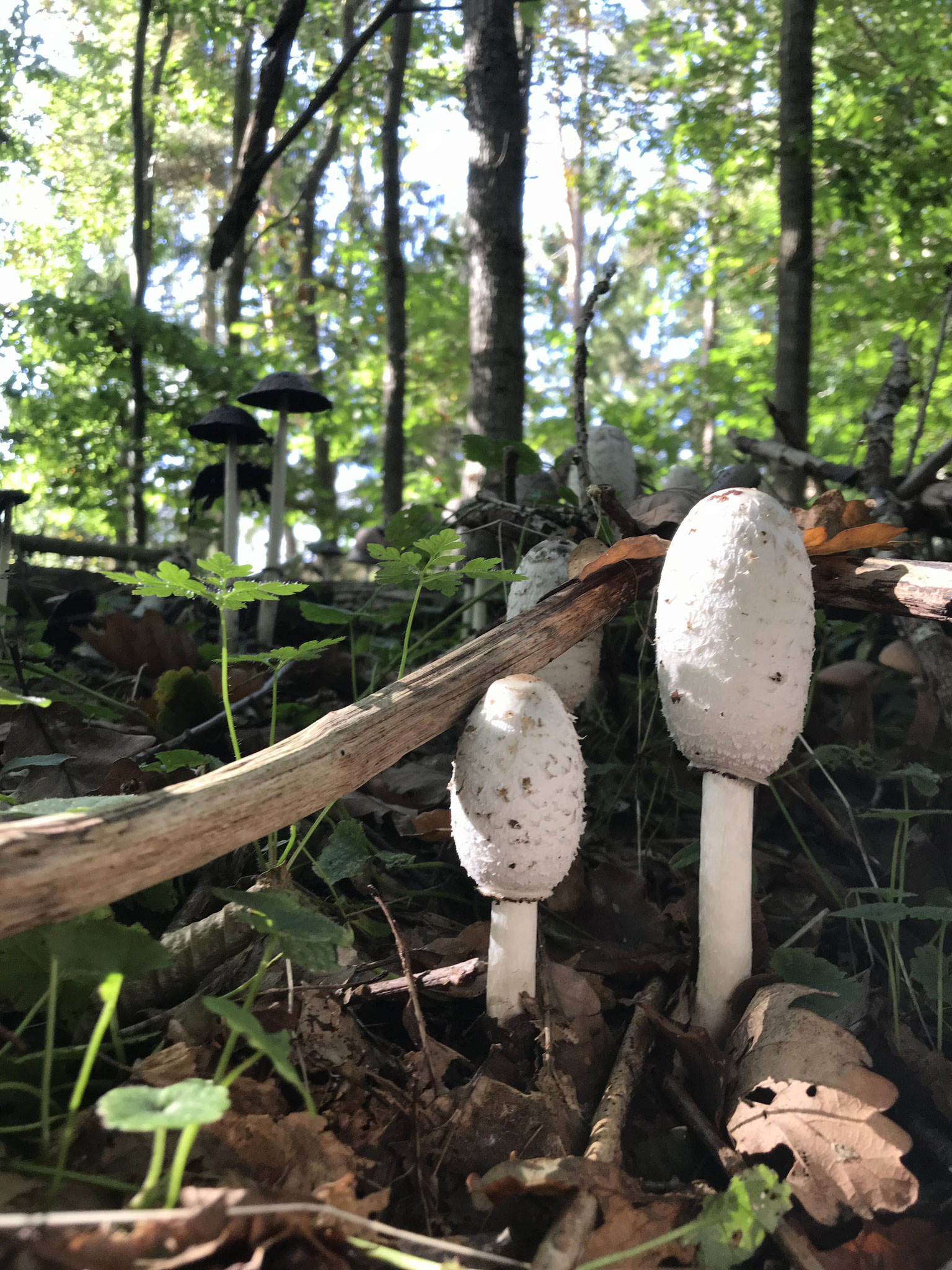 Schopf-Tintling (Coprinus comatus)