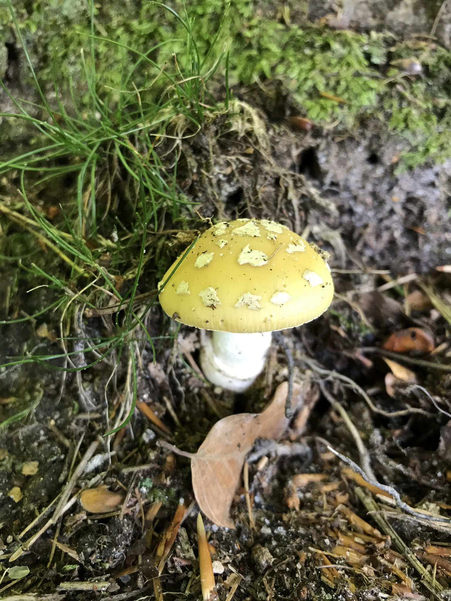 Narzissengelbe Wulstling (Amanita gemmata) ††