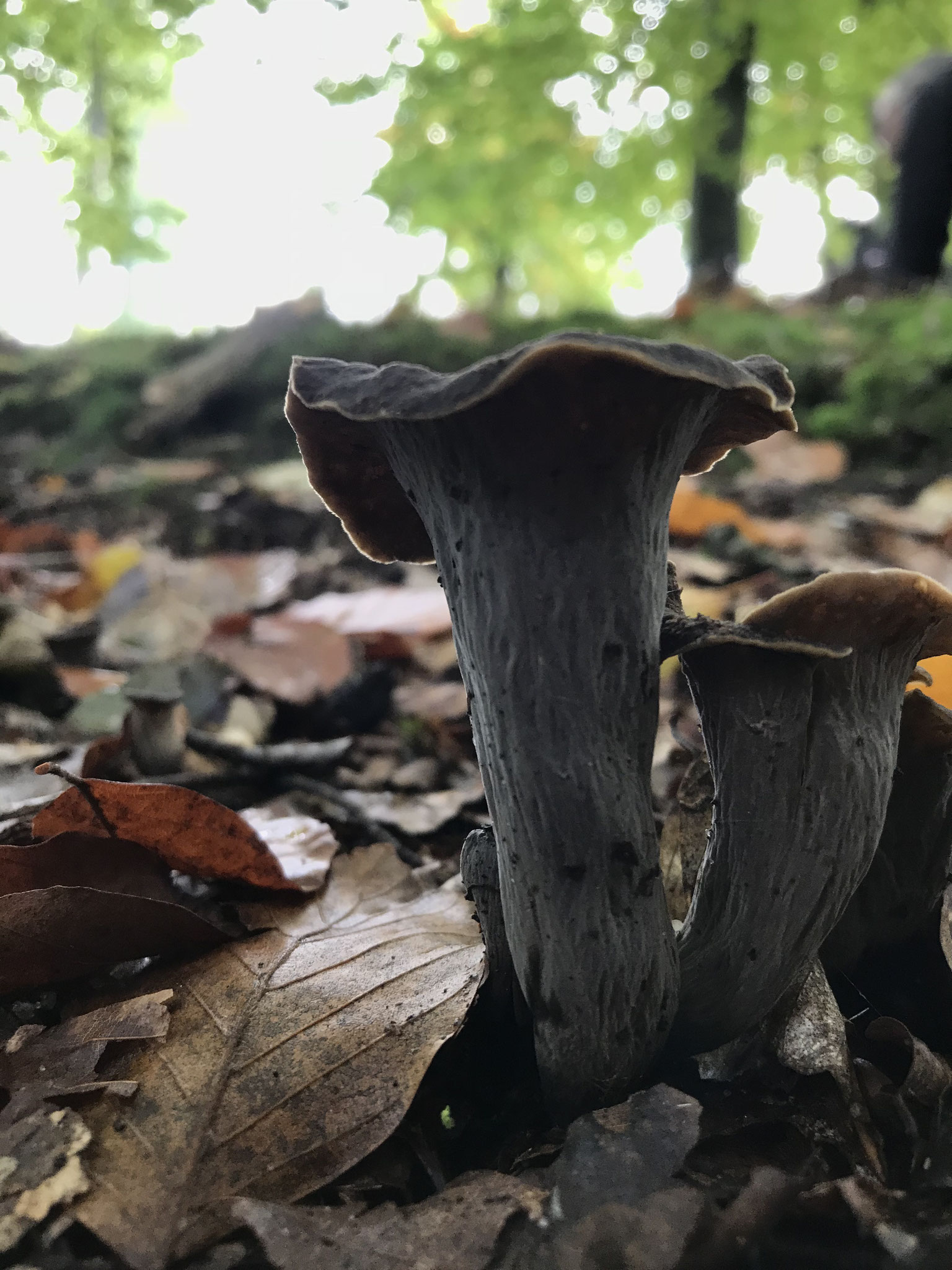 Herbst Trompete (Craterellus cornucopioides)