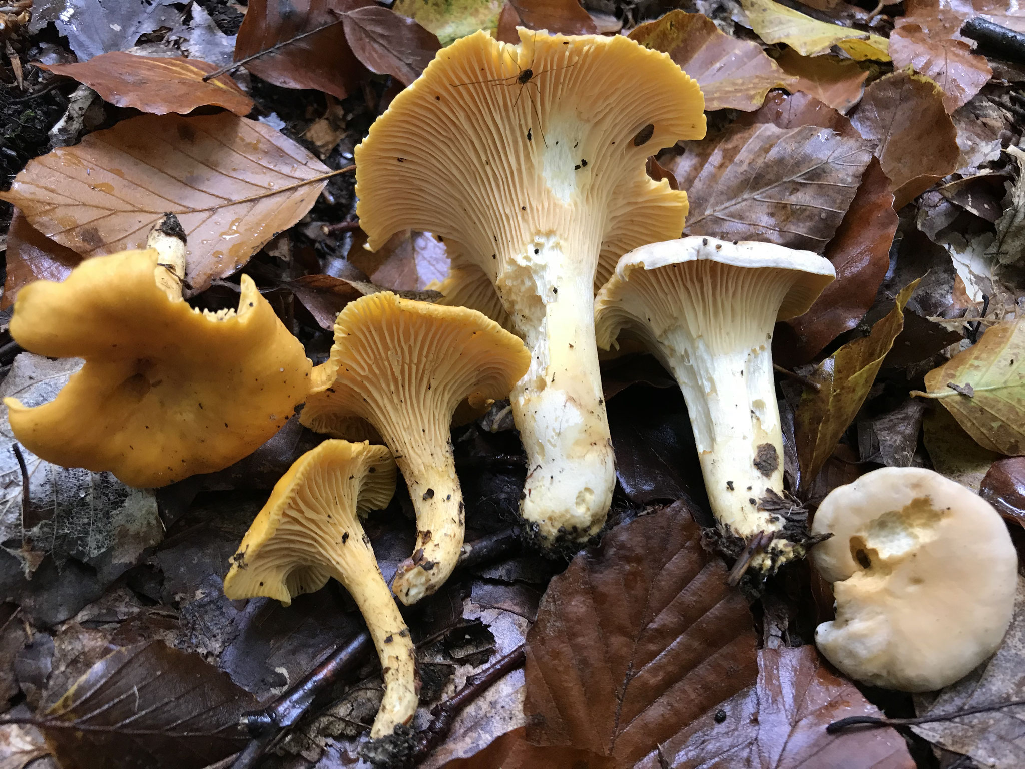 Echte Pfifferling(Cantharellus cibarius) + Blasser Pfifferling (Cantharellus pallens) v.l.n.r.