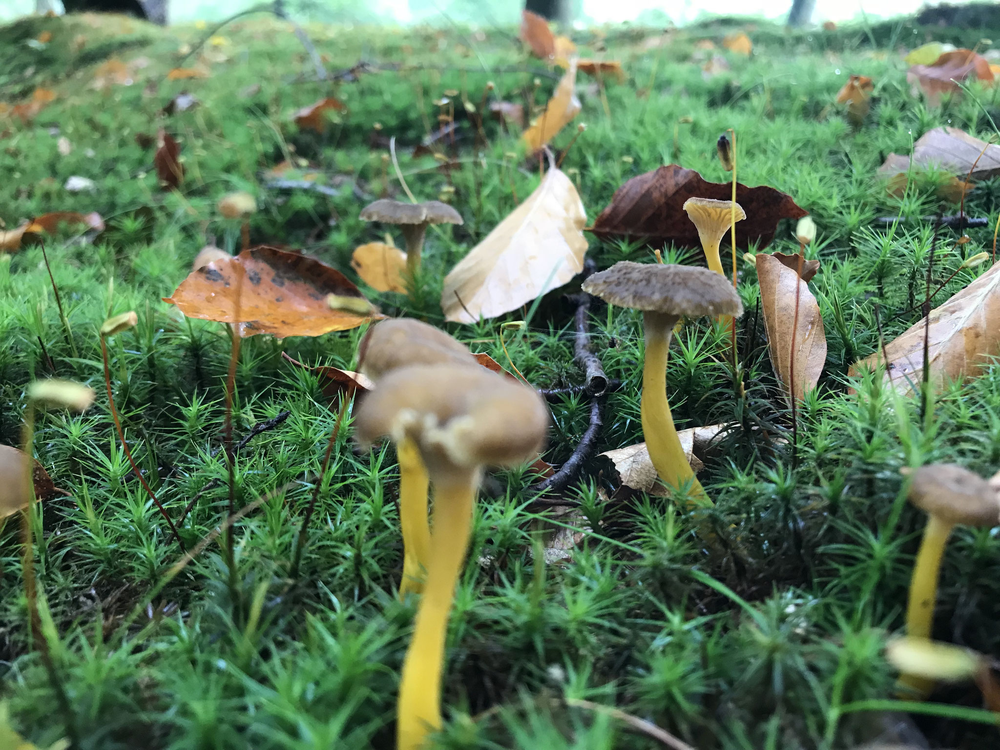 Trompetenpfifferling (Craterellus tubaeformis)