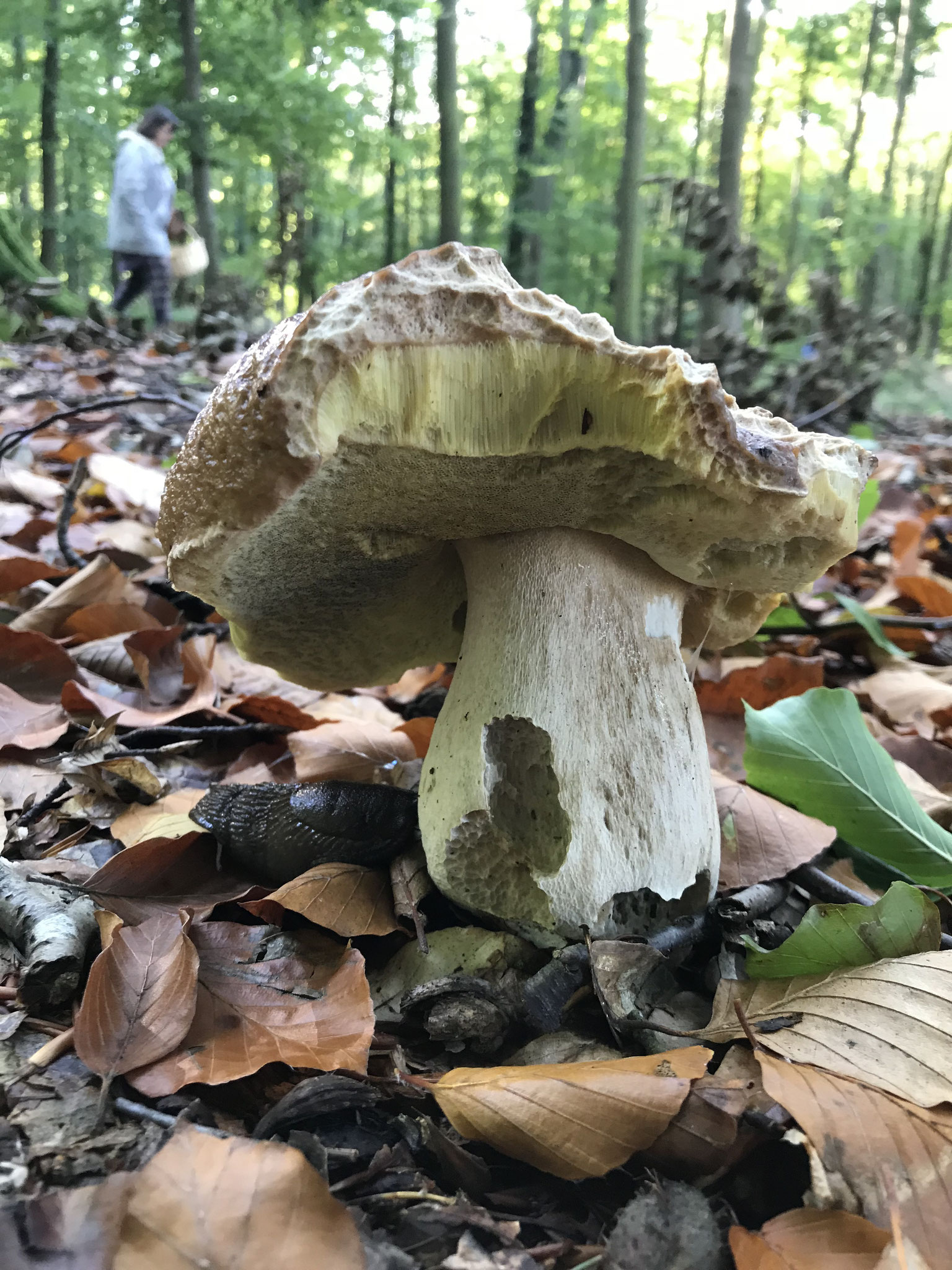 Echter Steinpilz (Boletus edulis)