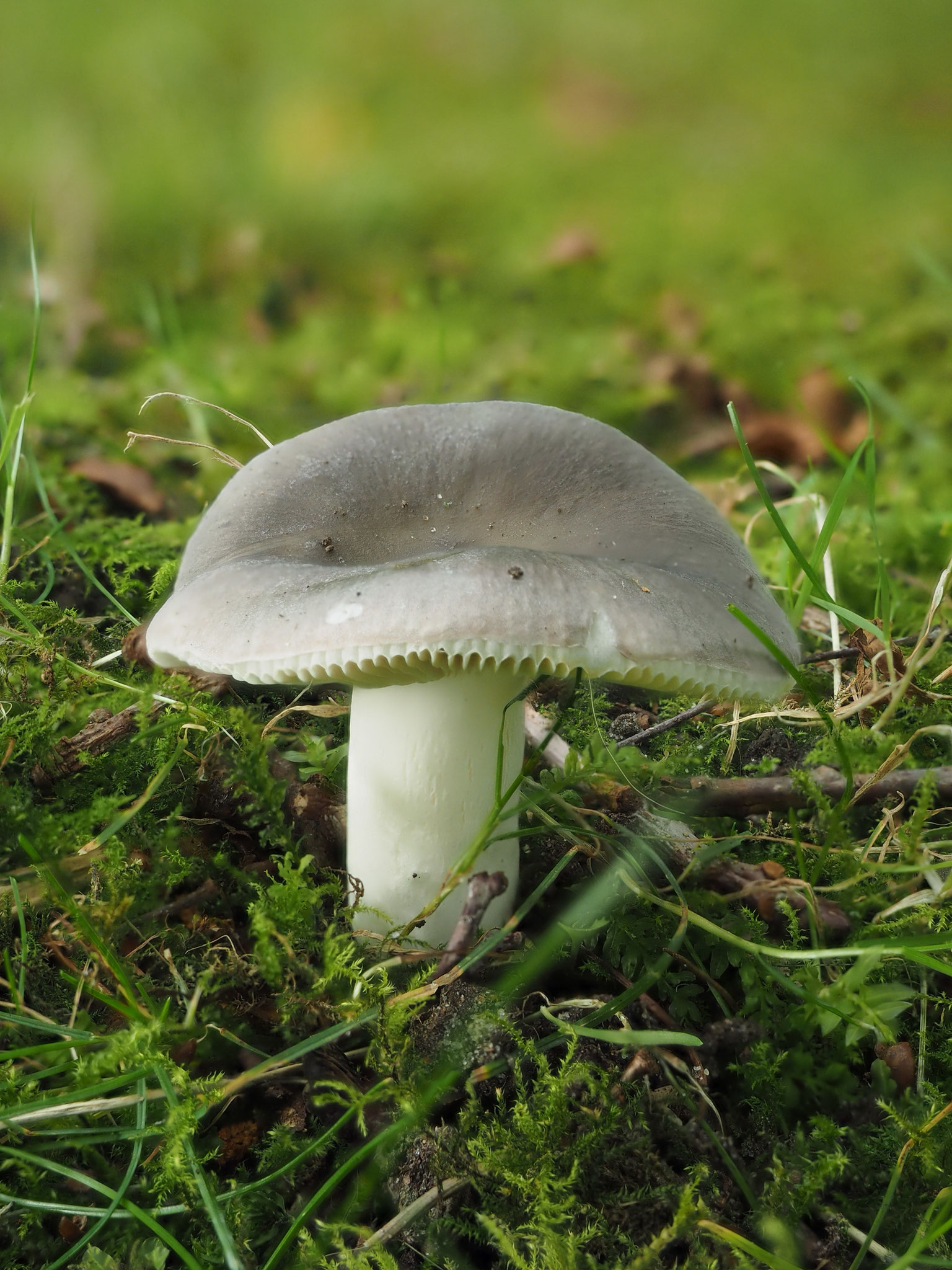 Blaugrüne Reif-Täubling (Russula parazurea)