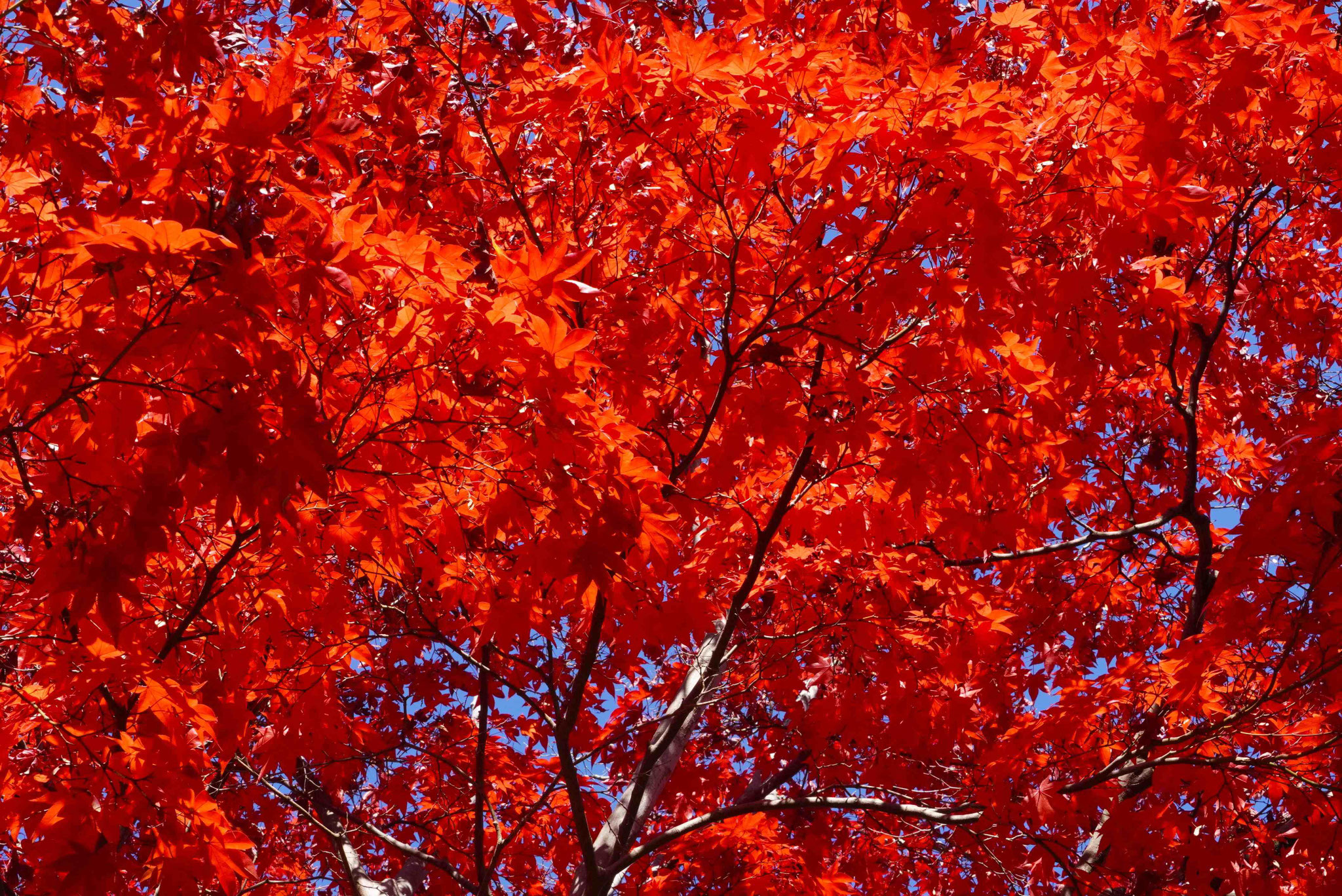 江本　啓　真紅の秋