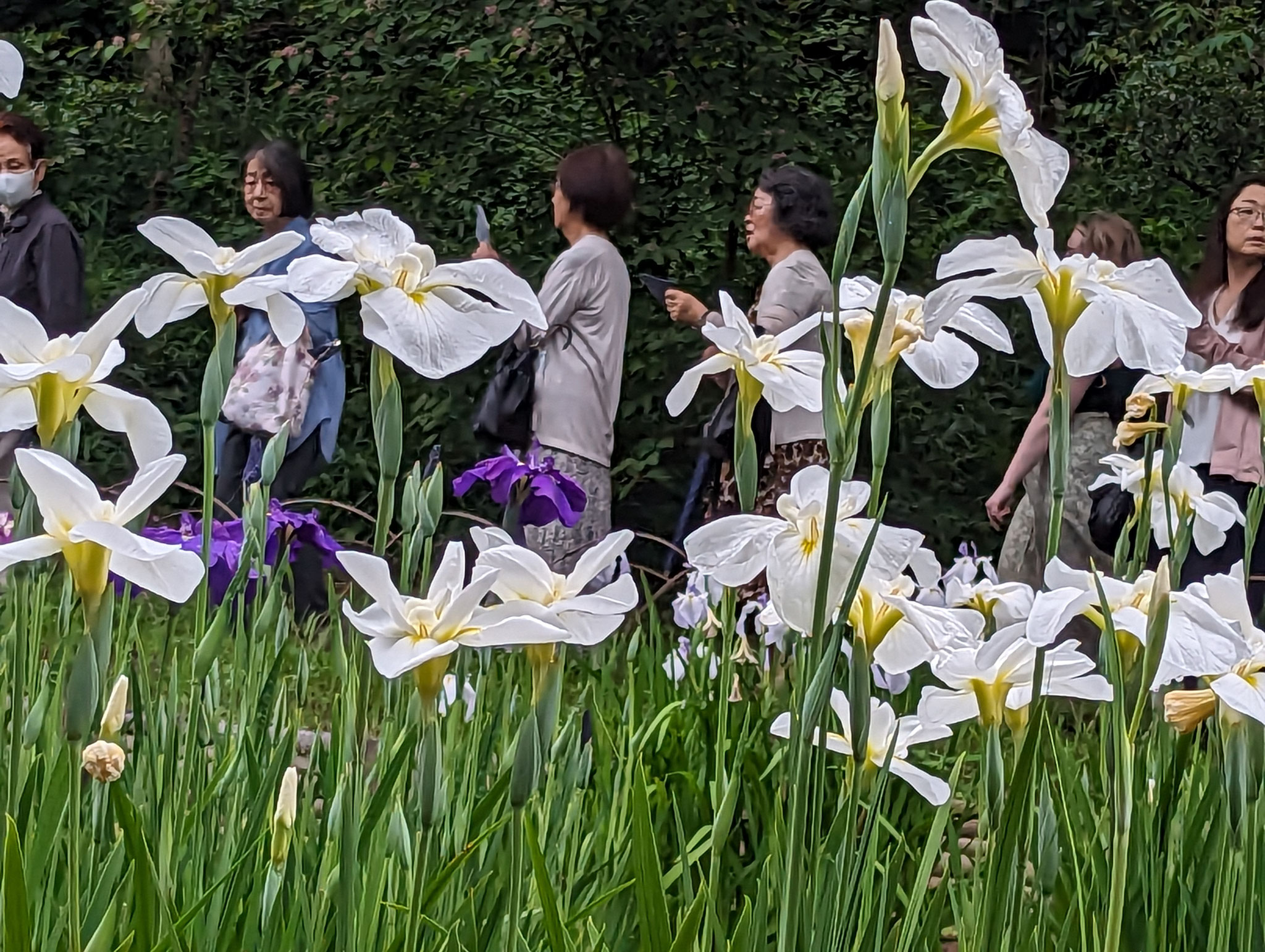 荻野和介　「花盛り」