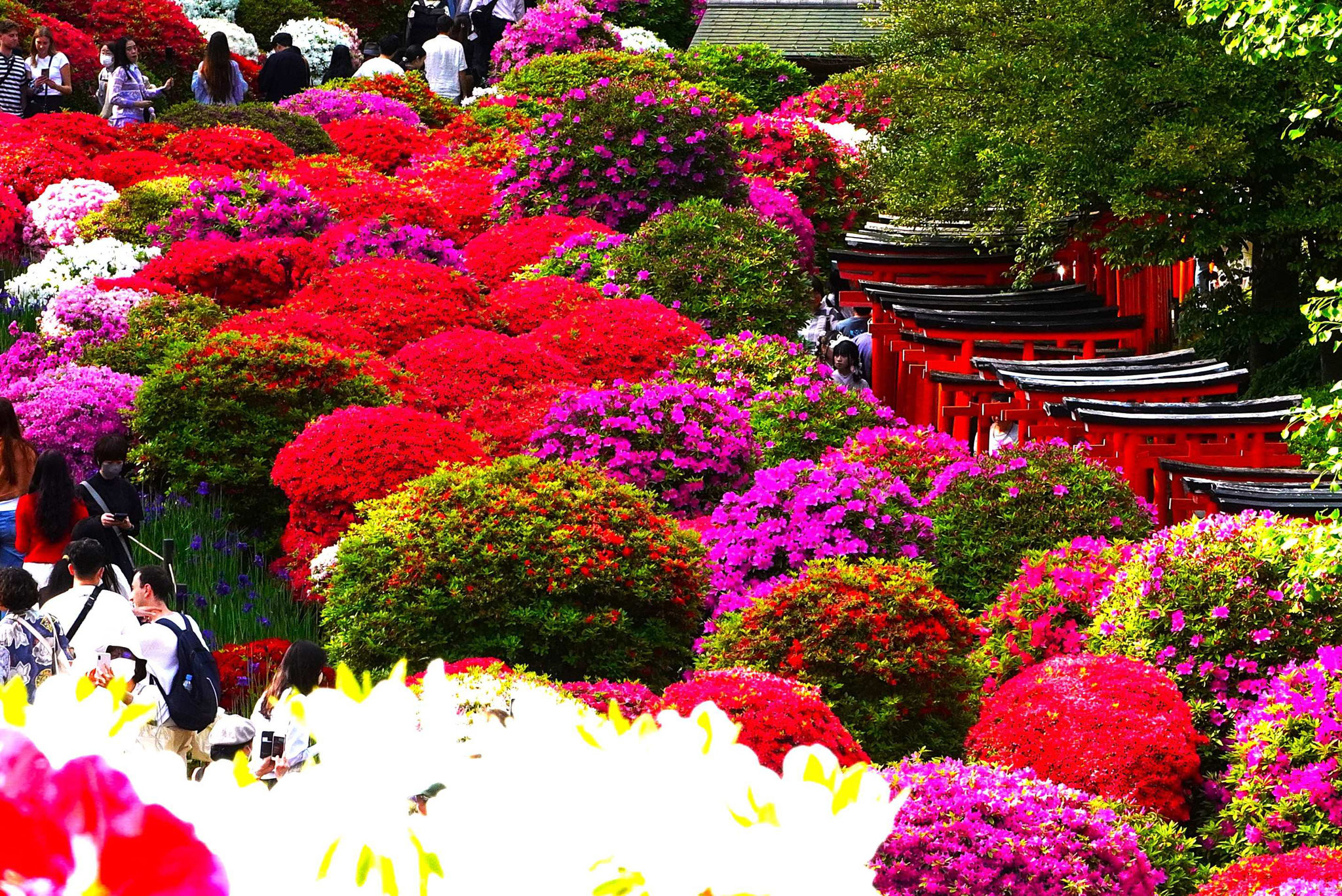 江本　啓　神社の春景色