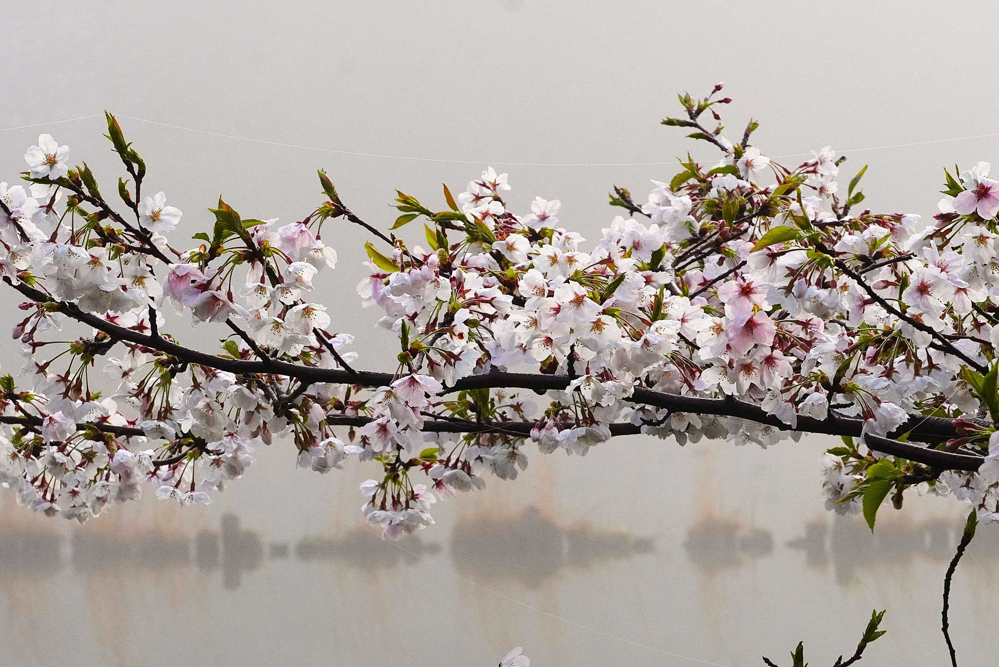 江本　啓　春霞の公園で