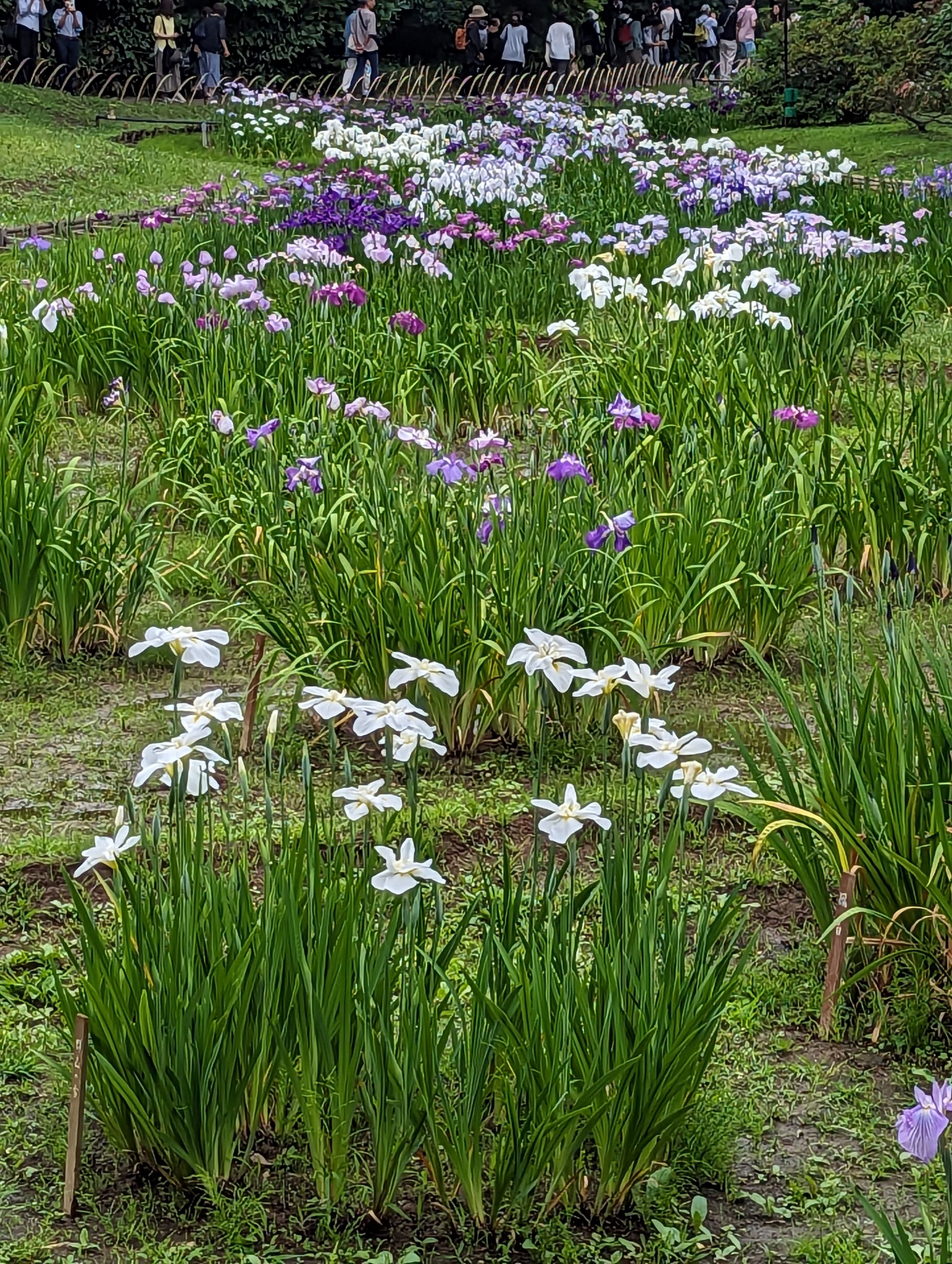 荻野和介　「菖蒲園」