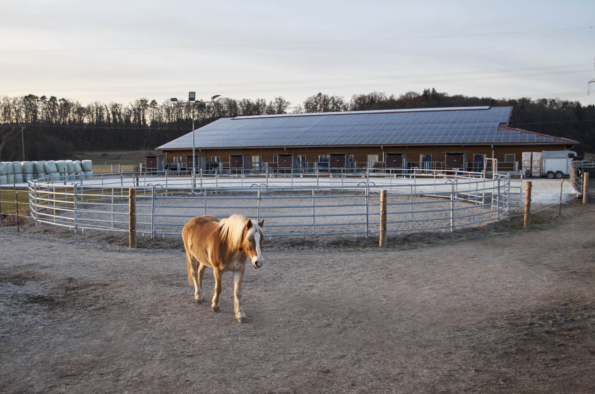 Longierzirkel vom Aktivstall aus, dahinter der Reitplatz.